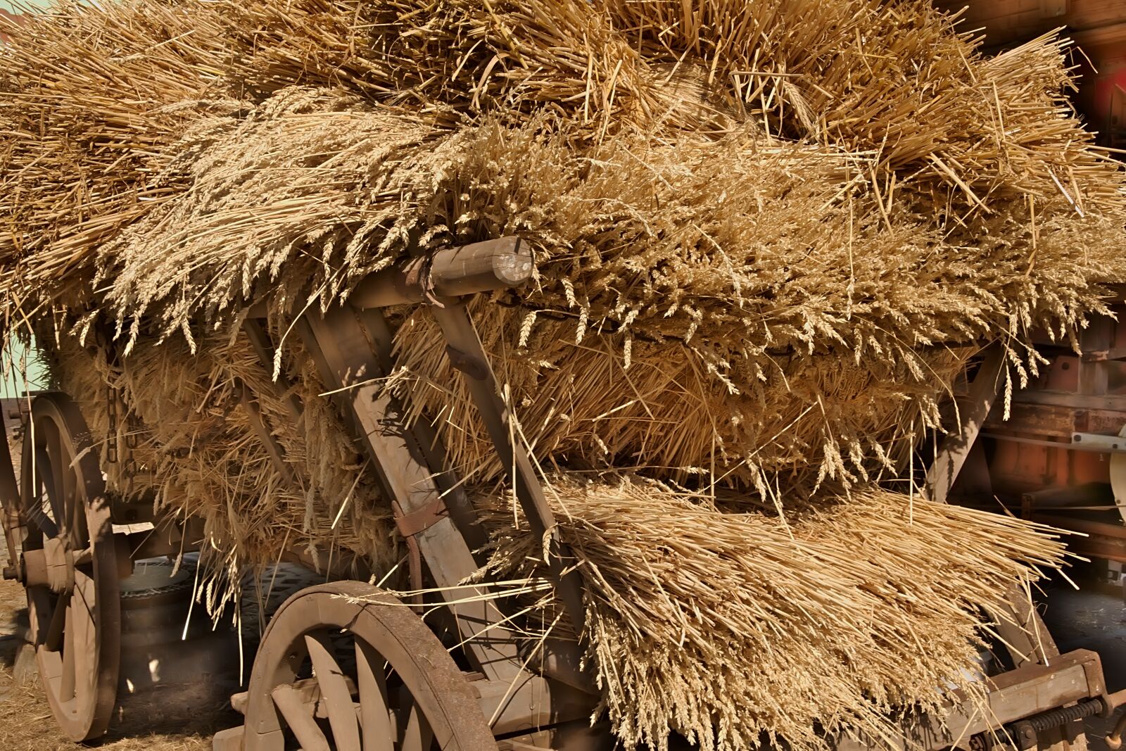 Nikon D3300 sample photo. Cereals, harvest, agriculture photography