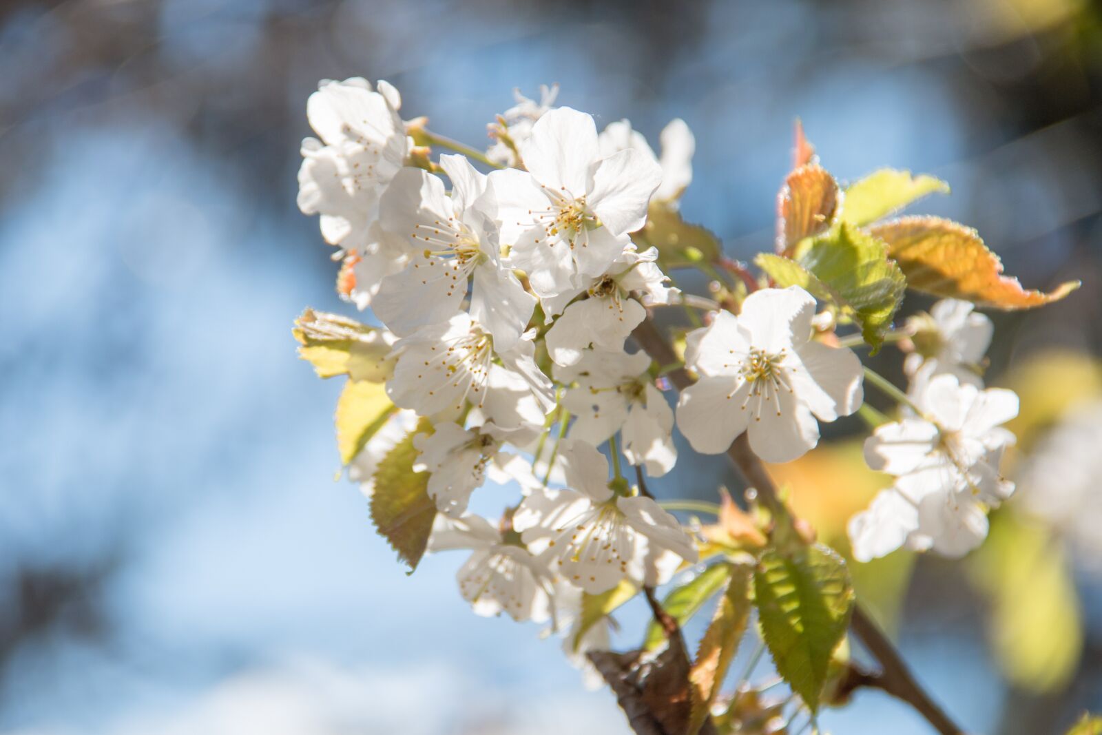 Canon EF-S 18-135mm F3.5-5.6 IS sample photo. Flowers, spring, nature photography