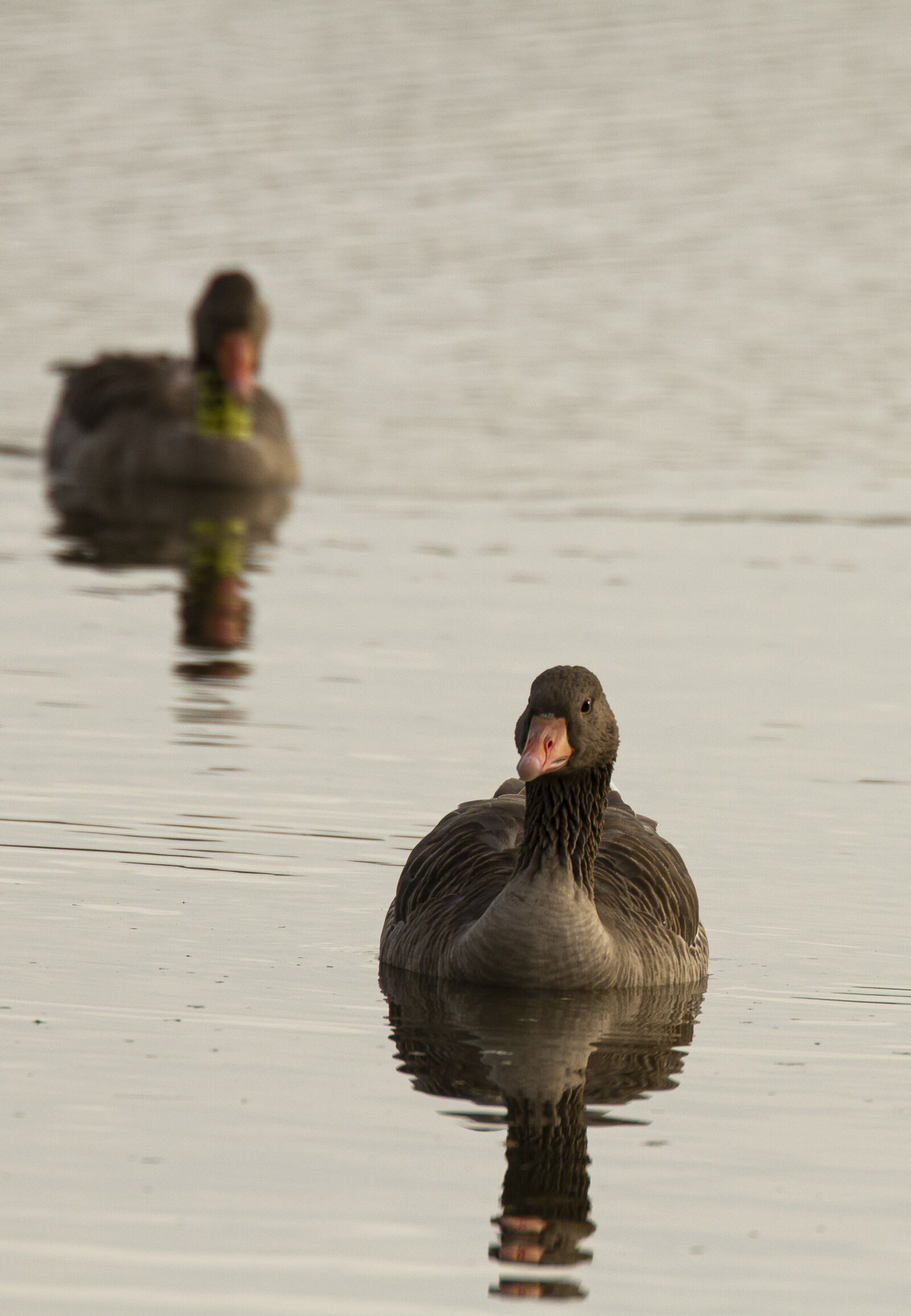 Canon EOS 7D sample photo. Summer goose, bird, goose photography