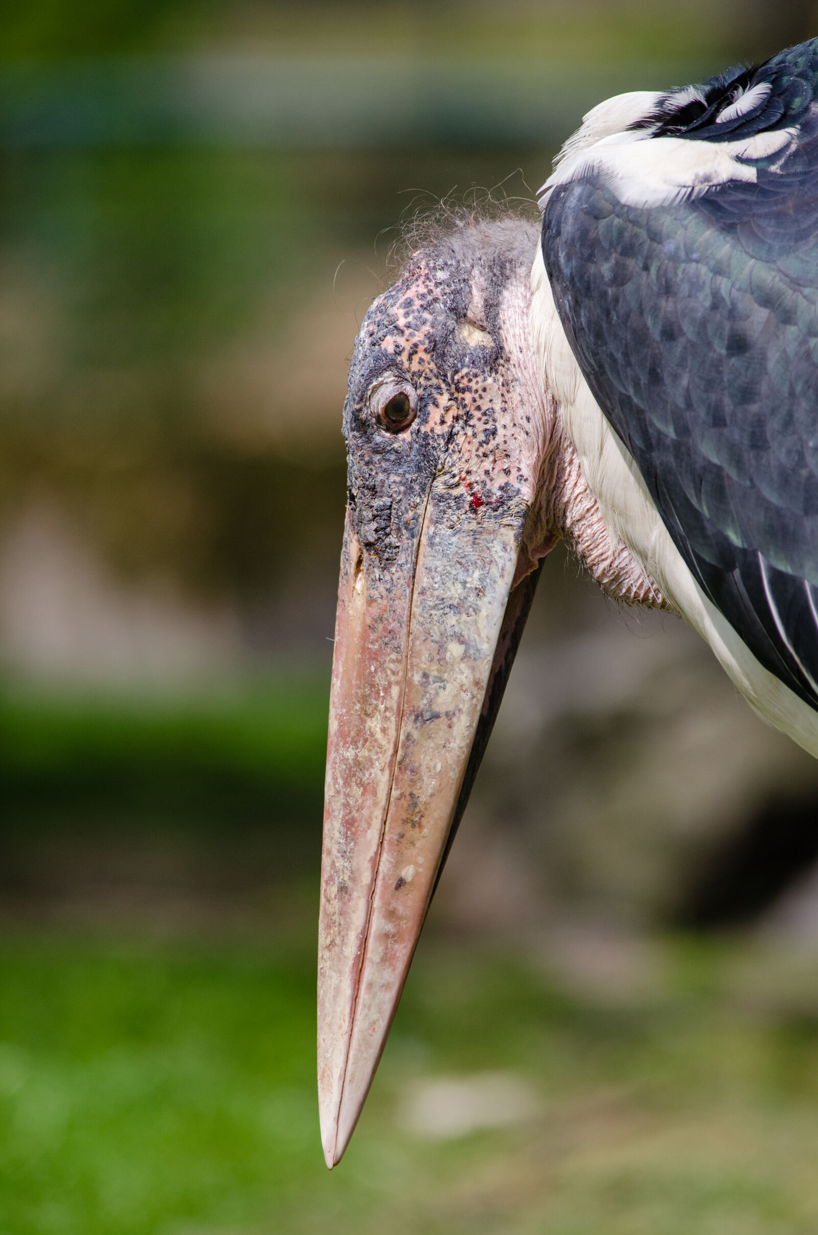 Nikon D7000 + Sigma APO Tele Macro 300mm F4 sample photo