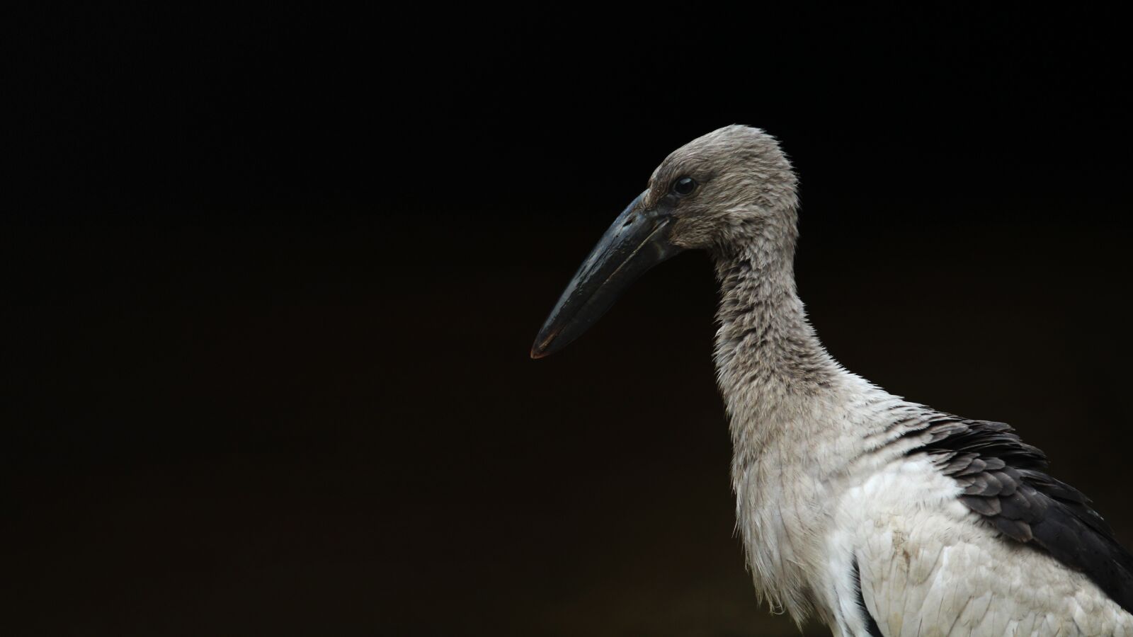 Canon EOS 1300D (EOS Rebel T6 / EOS Kiss X80) sample photo. Kerala, india, stork photography