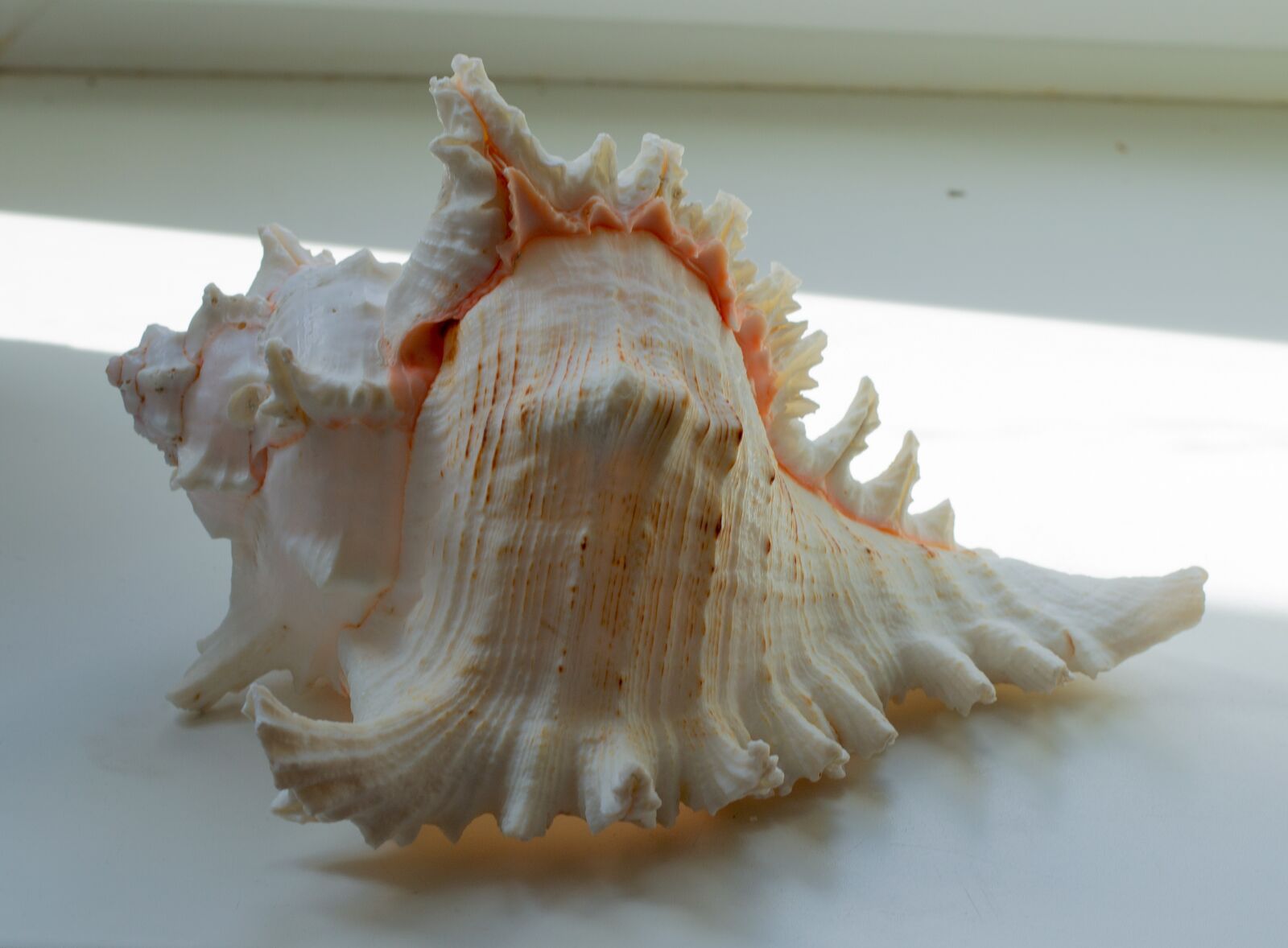 Nikon D3100 sample photo. Big shell, shell, sea photography