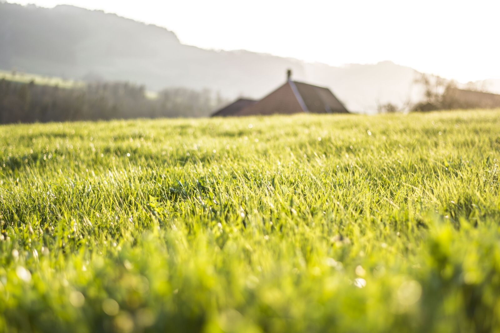 Nikon D5200 sample photo. Spring, grass, green photography