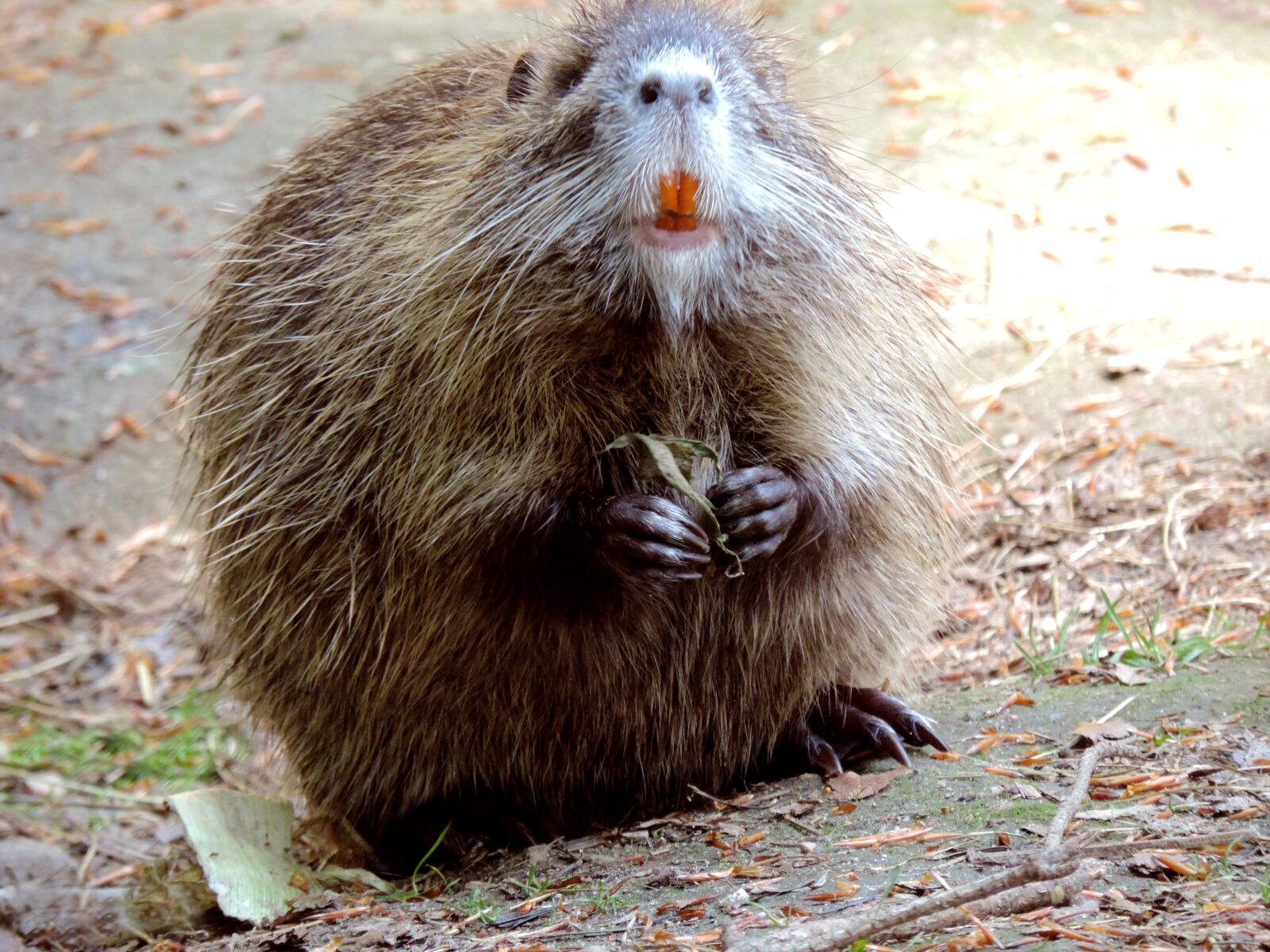 Nikon Coolpix P520 sample photo. Nutria, rodent, mammal photography