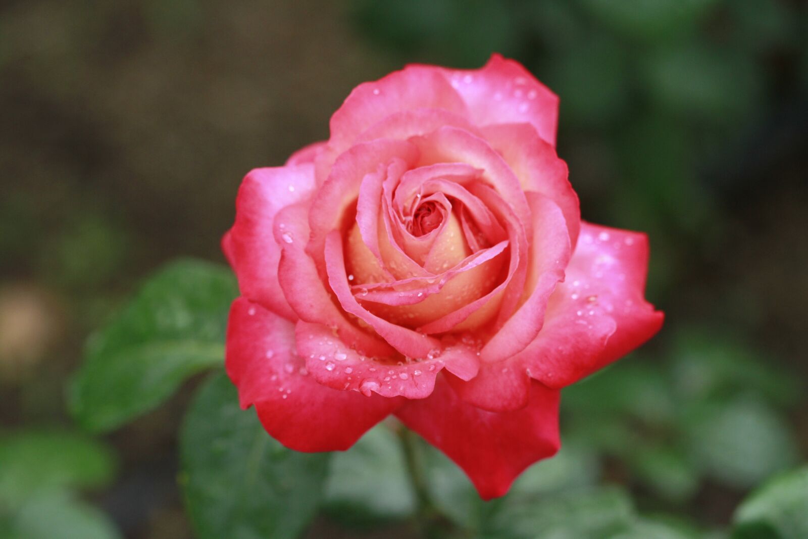 Canon EF 100mm F2.8 Macro USM sample photo. Flowers, rose, nature photography