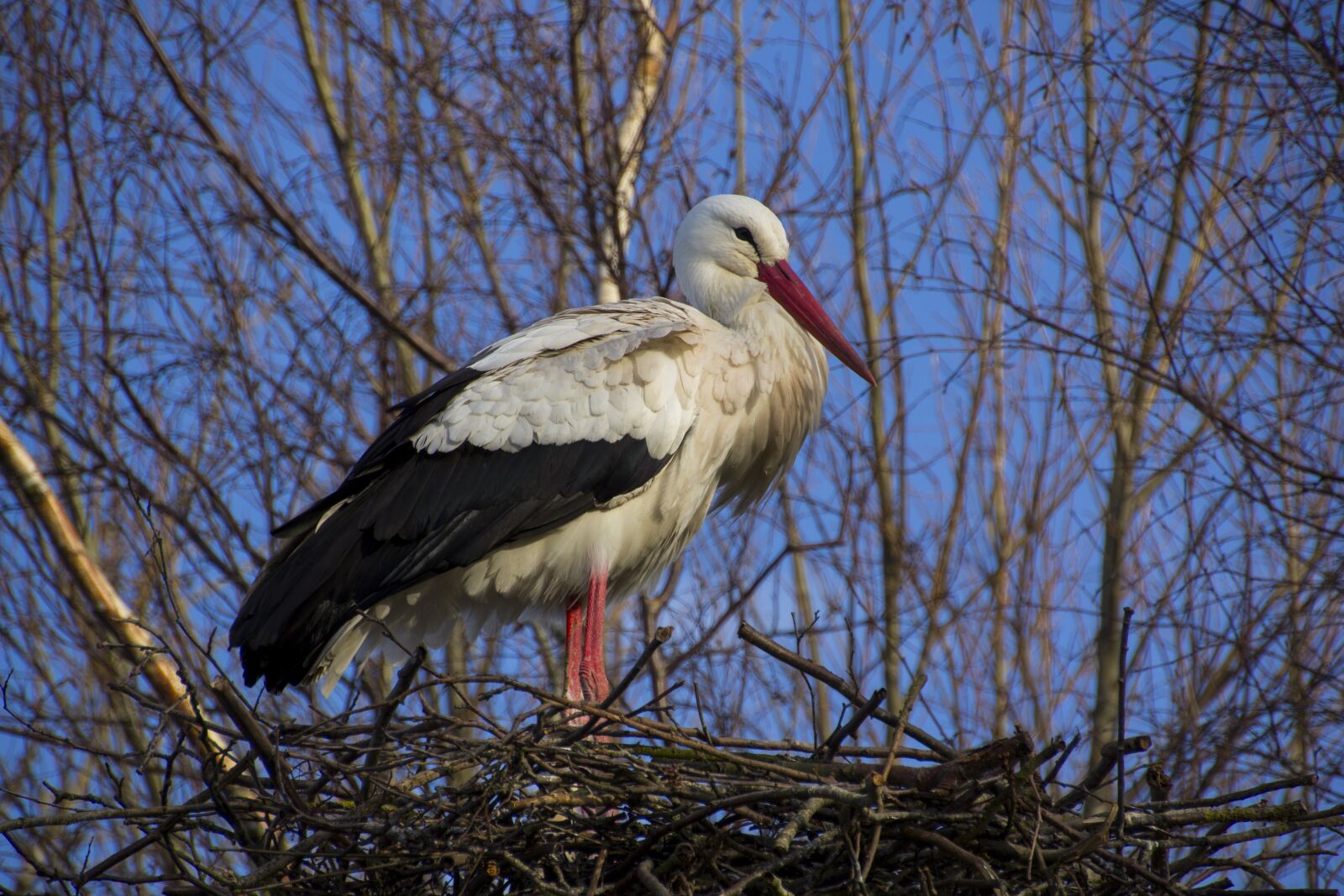 Canon EOS 60D sample photo. Stork, nature, bird photography