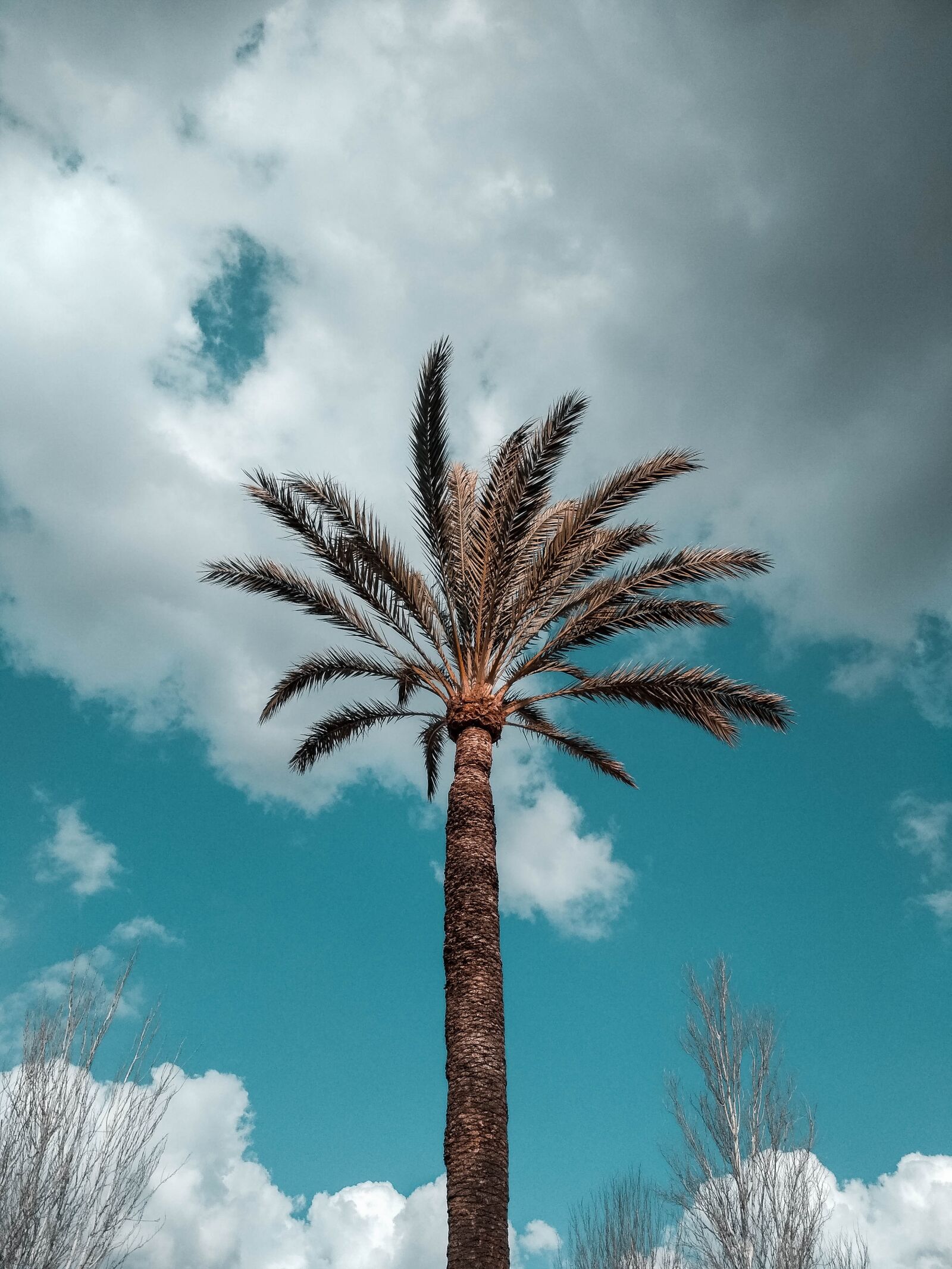 Xiaomi Redmi 4X sample photo. Palm tree, sky, large photography