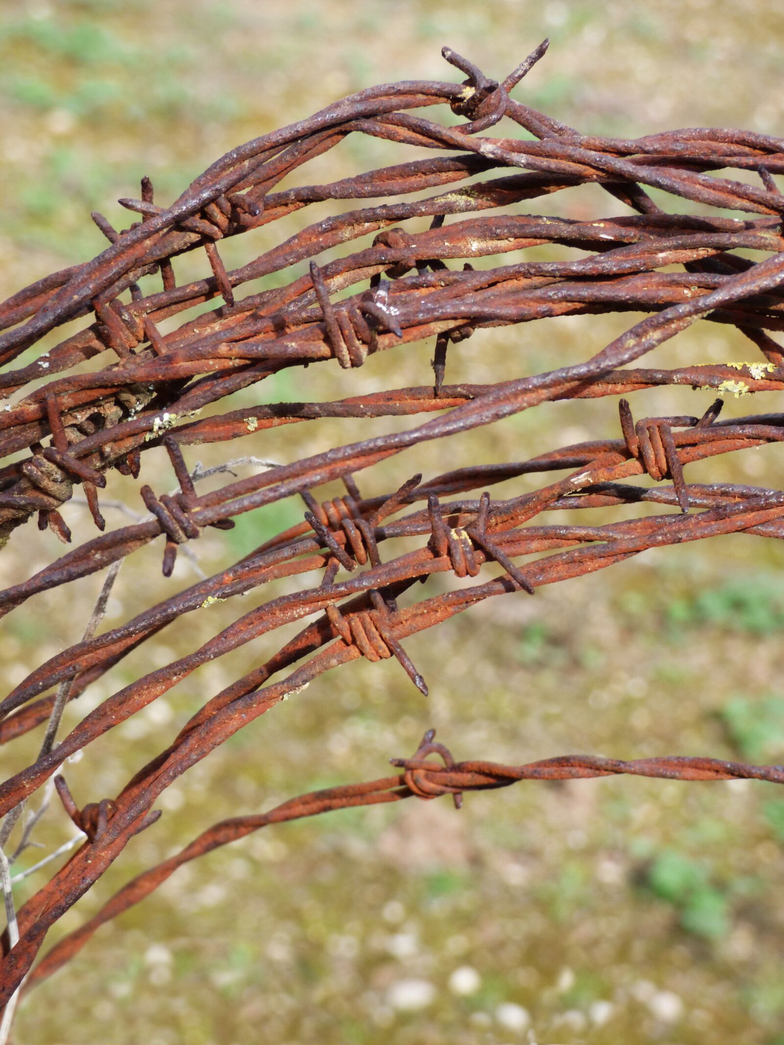Panasonic Lumix DMC-FZ70 sample photo. Spinning thorns, barbed wire photography