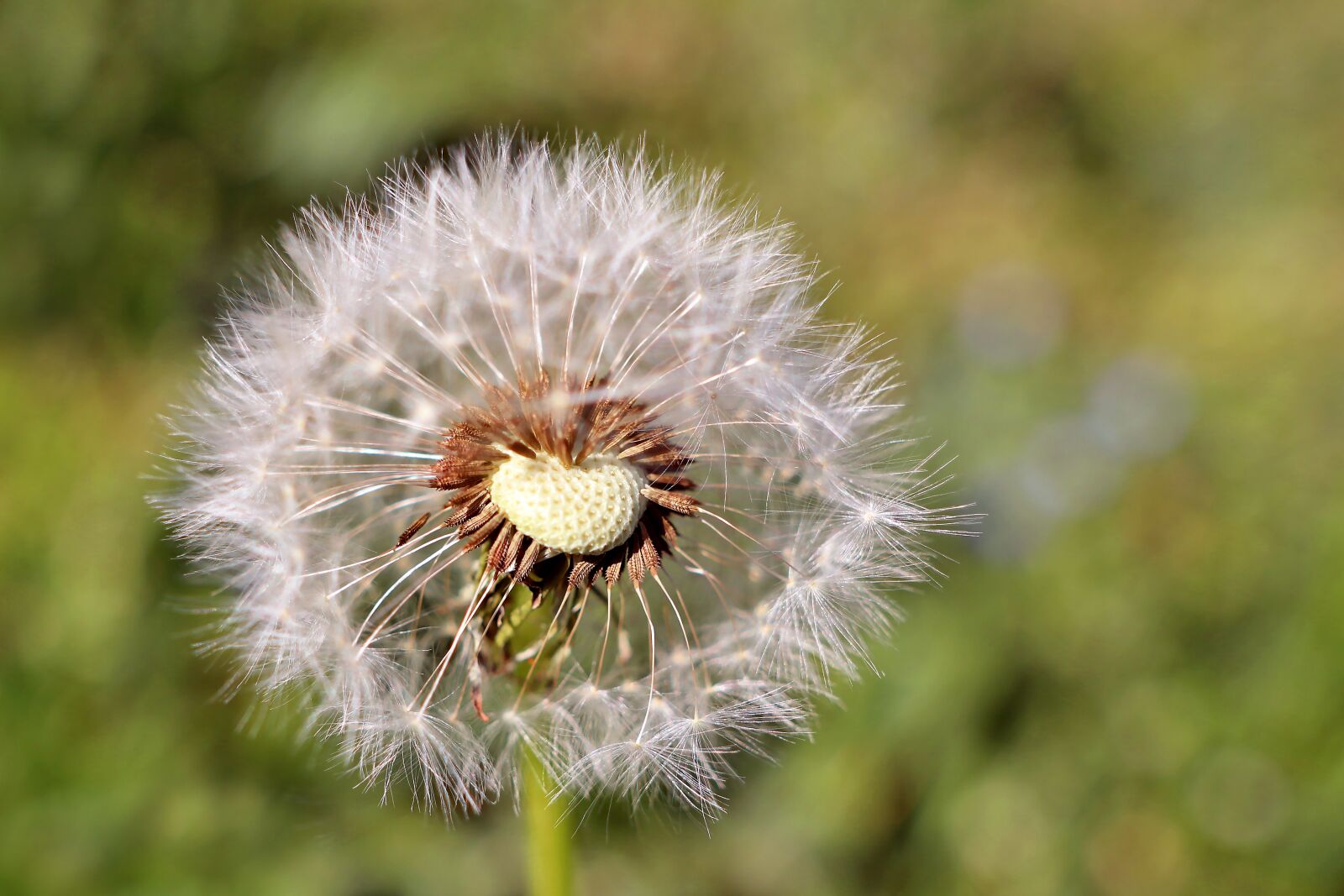 Sigma 24mm F1.4 DG HSM Art sample photo. Dandelion, spring, capitulates photography