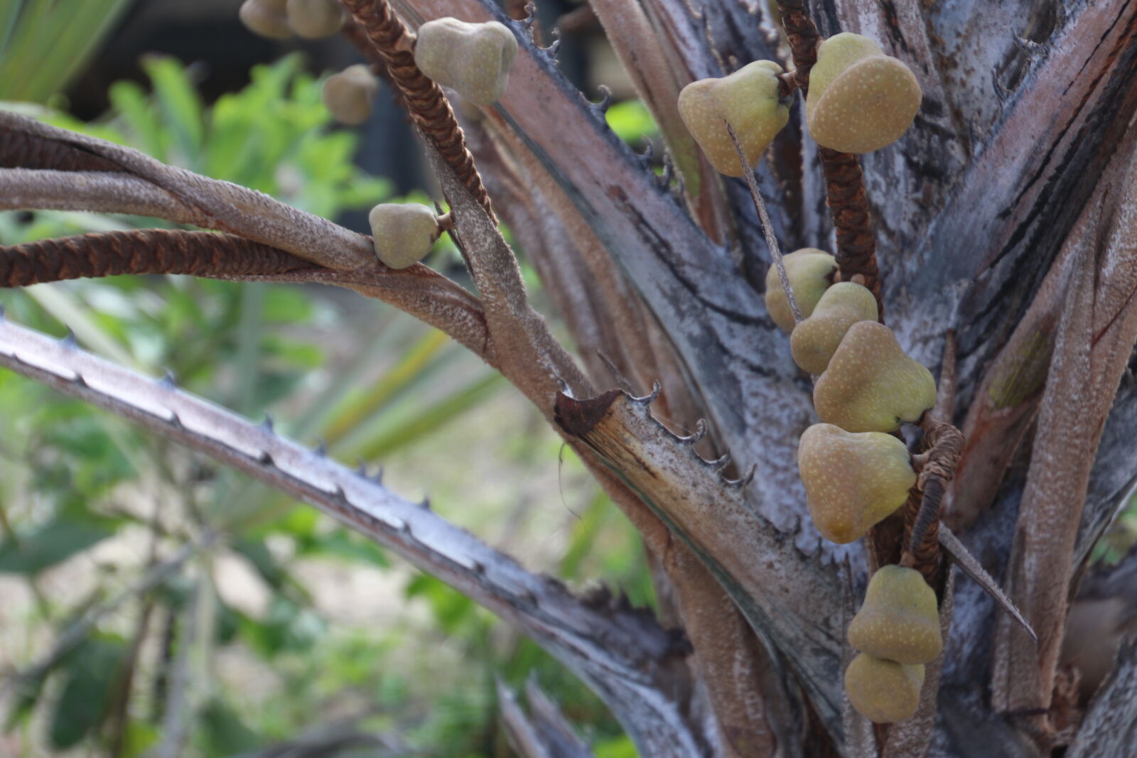 Canon EOS 7D Mark II sample photo. Nuts, tree photography