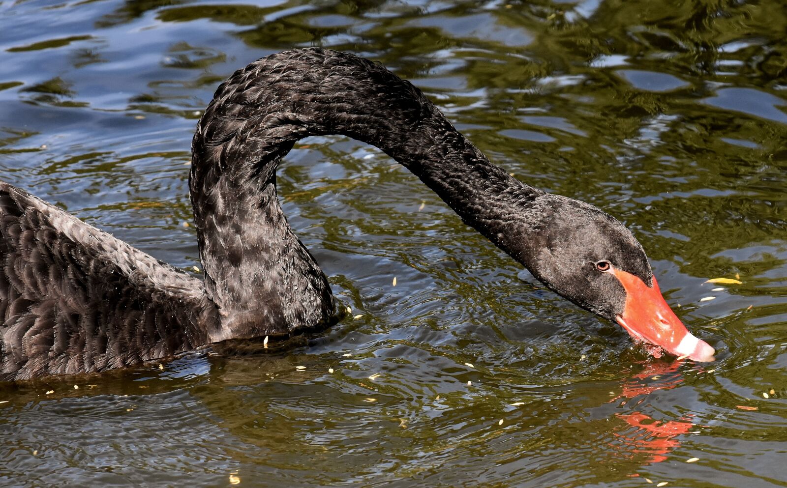 Nikon D7200 sample photo. Swan, black, water bird photography