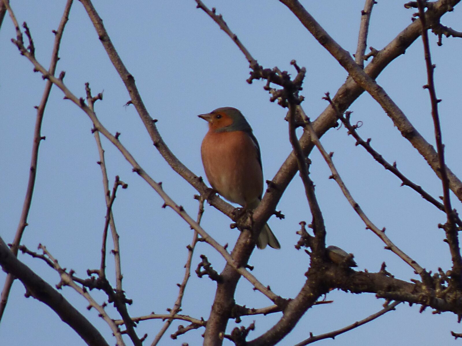 Panasonic Lumix DMC-FZ70 sample photo. Finch, bird, pinsa photography