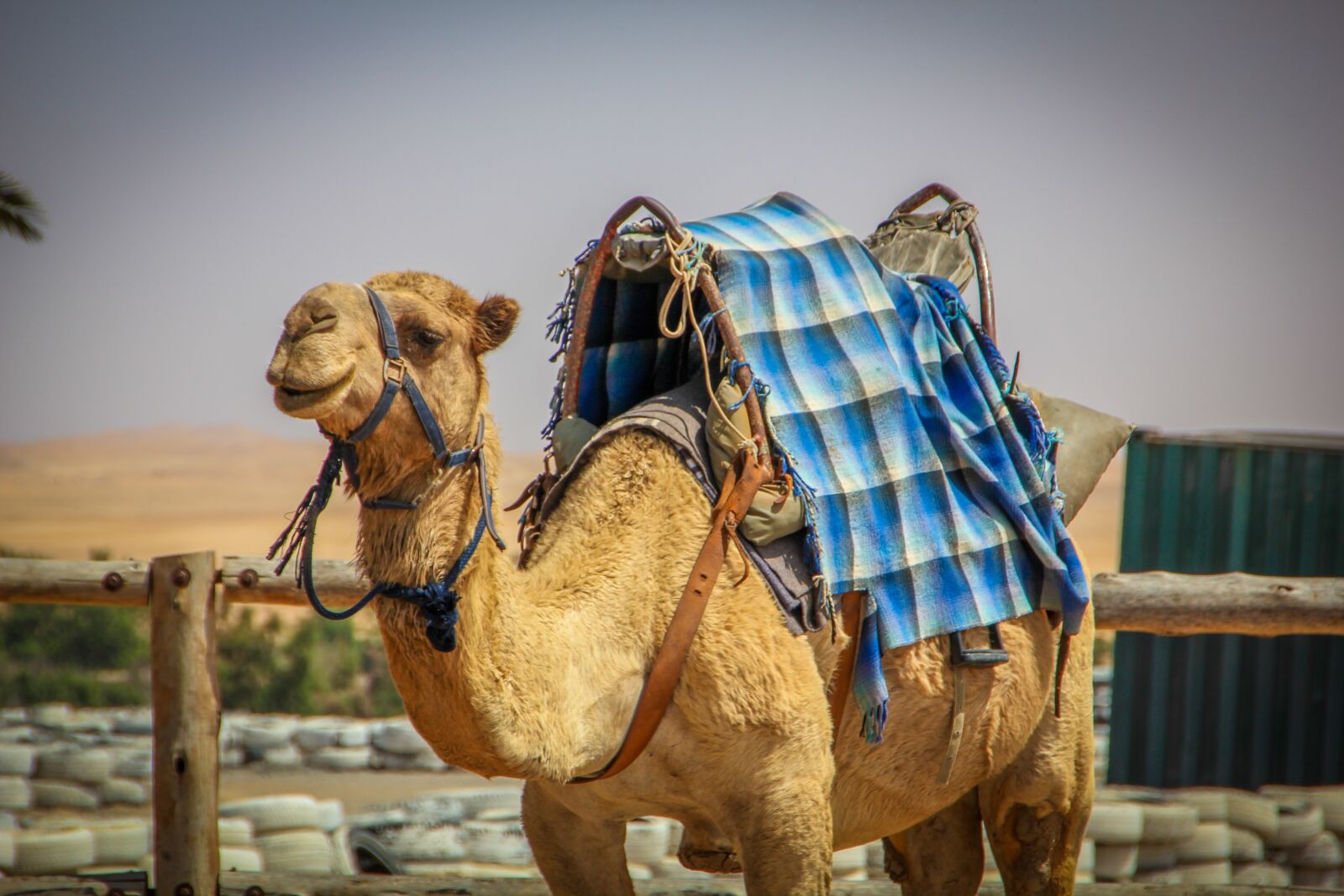 Canon EOS 550D (EOS Rebel T2i / EOS Kiss X4) sample photo. Camel, smiling, happy camel photography