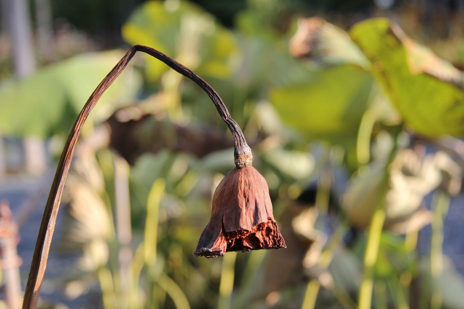 Canon EF-S 17-85mm F4-5.6 IS USM sample photo. Plant, garden, fall photography