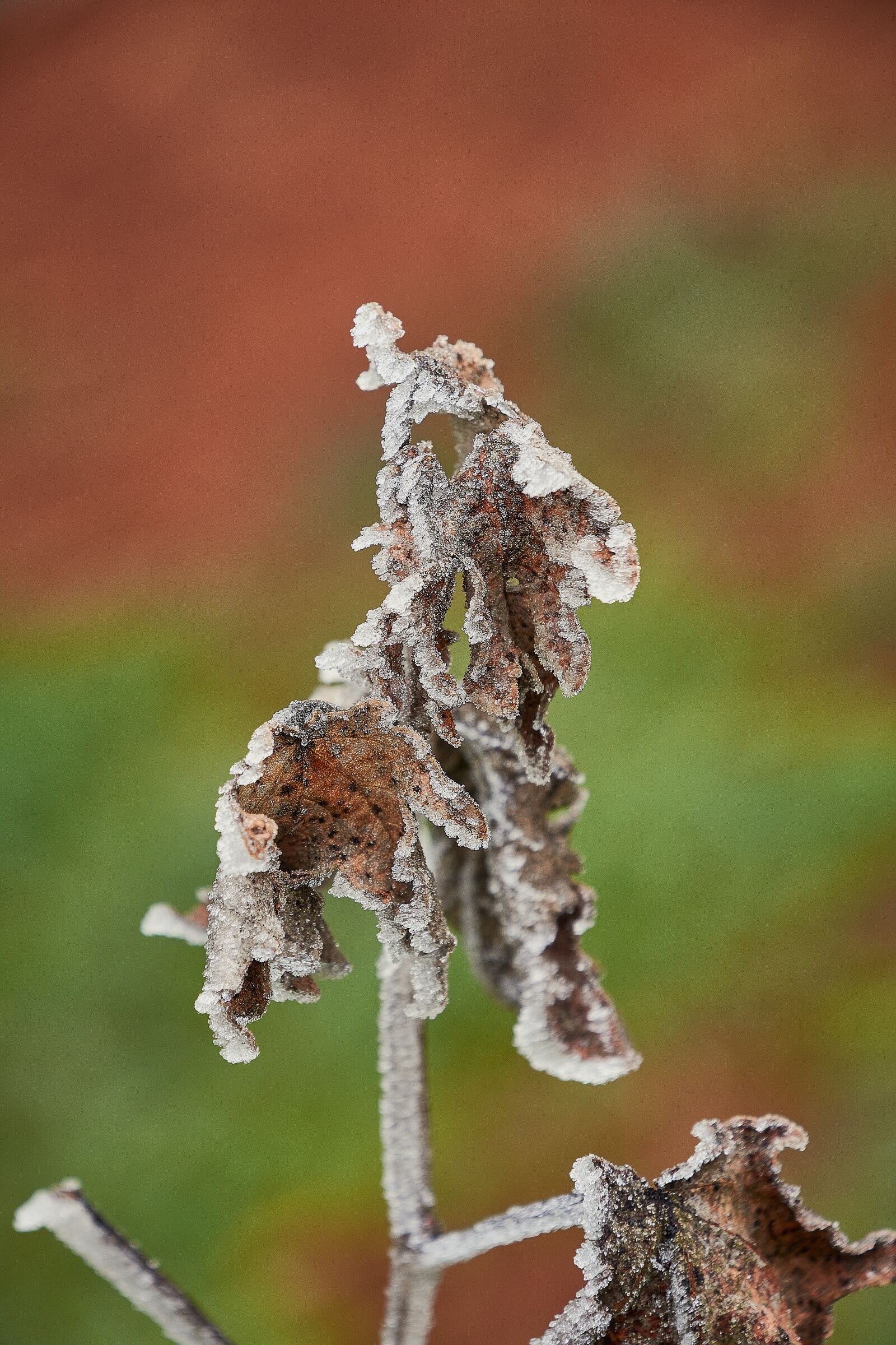 Nikon D7200 sample photo. Outbreaks, frozen, frost photography