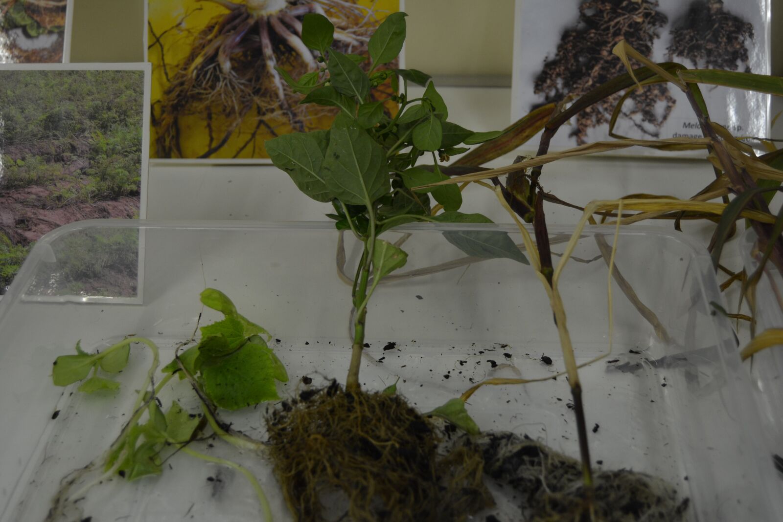 Nikon D5200 sample photo. Plant, roots, agriculture photography