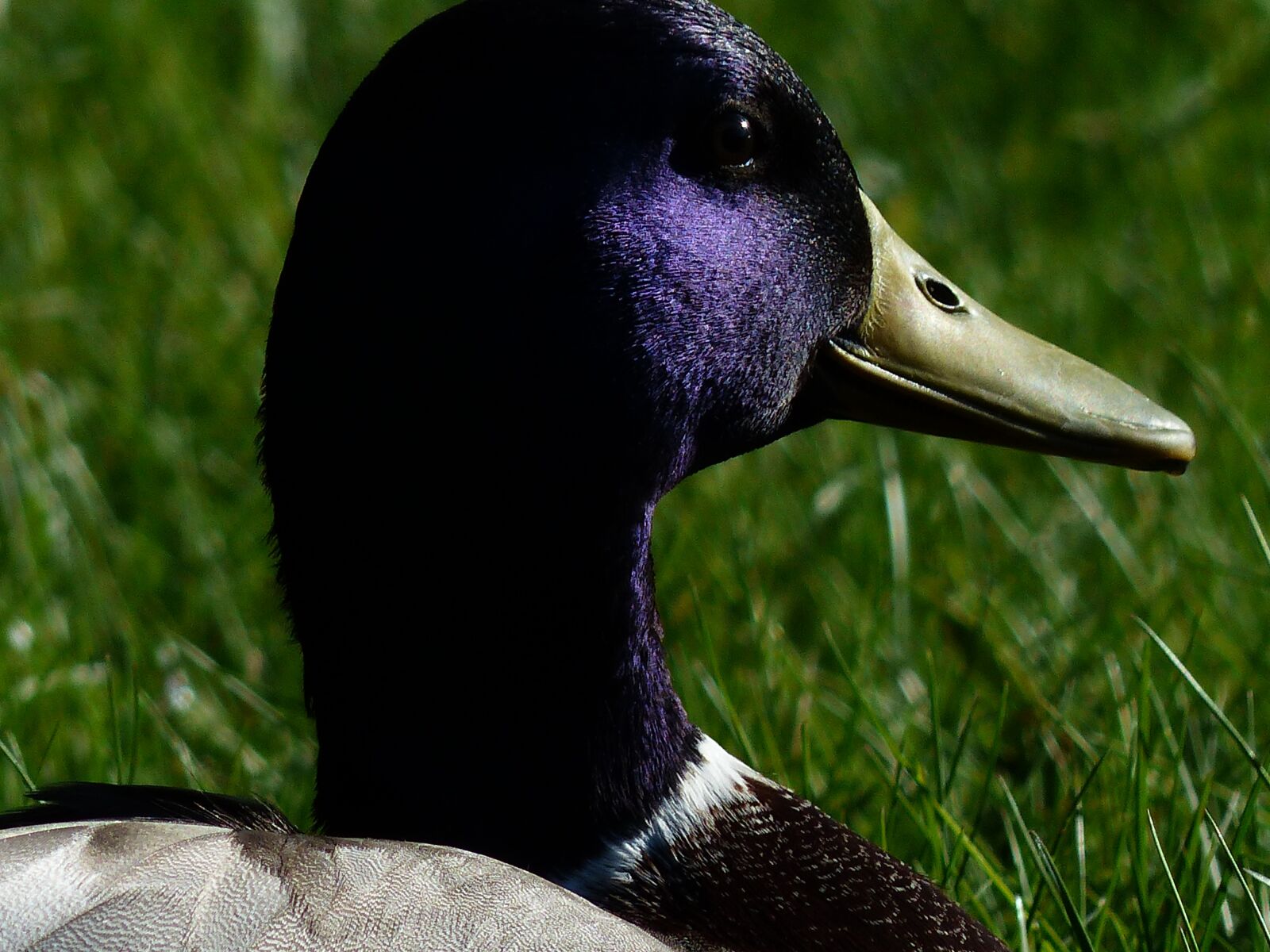 Panasonic Lumix DMC-FZ200 sample photo. Mallard, drake, males photography