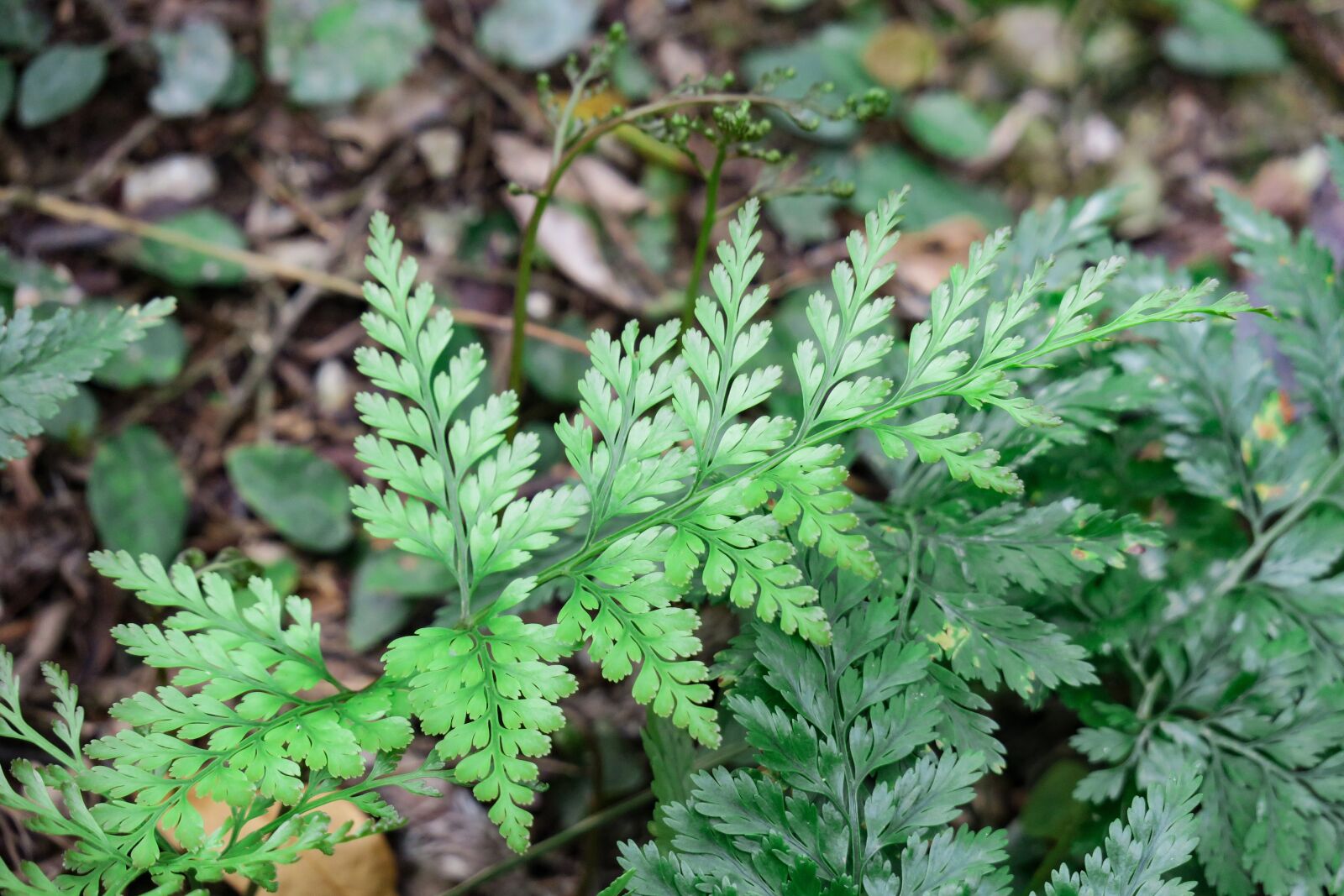 Canon PowerShot G3 X sample photo. Fern, plant, nature photography
