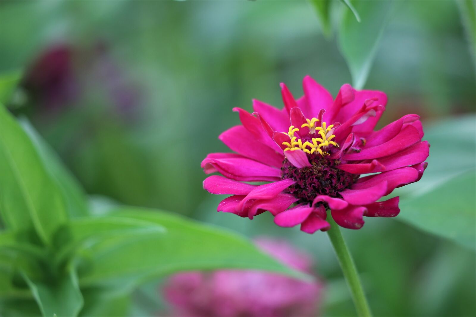 Canon EF 70-300 F4-5.6 IS II USM sample photo. Purple zinnia, blooming, flower photography