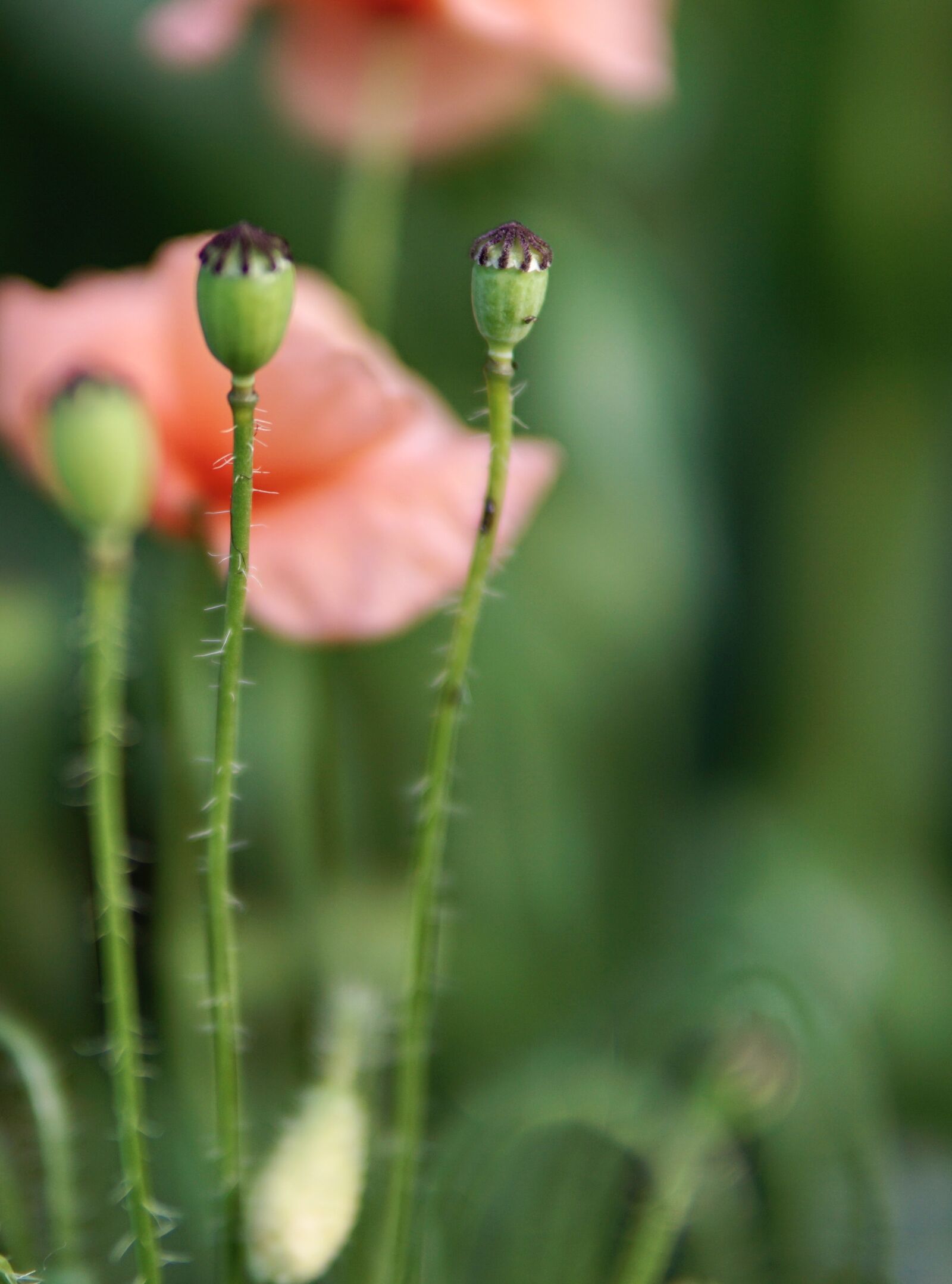 Sony a6000 + 30mm F1.4 DC DN | Contemporary 016 sample photo. Poppy, poppies, stengel photography