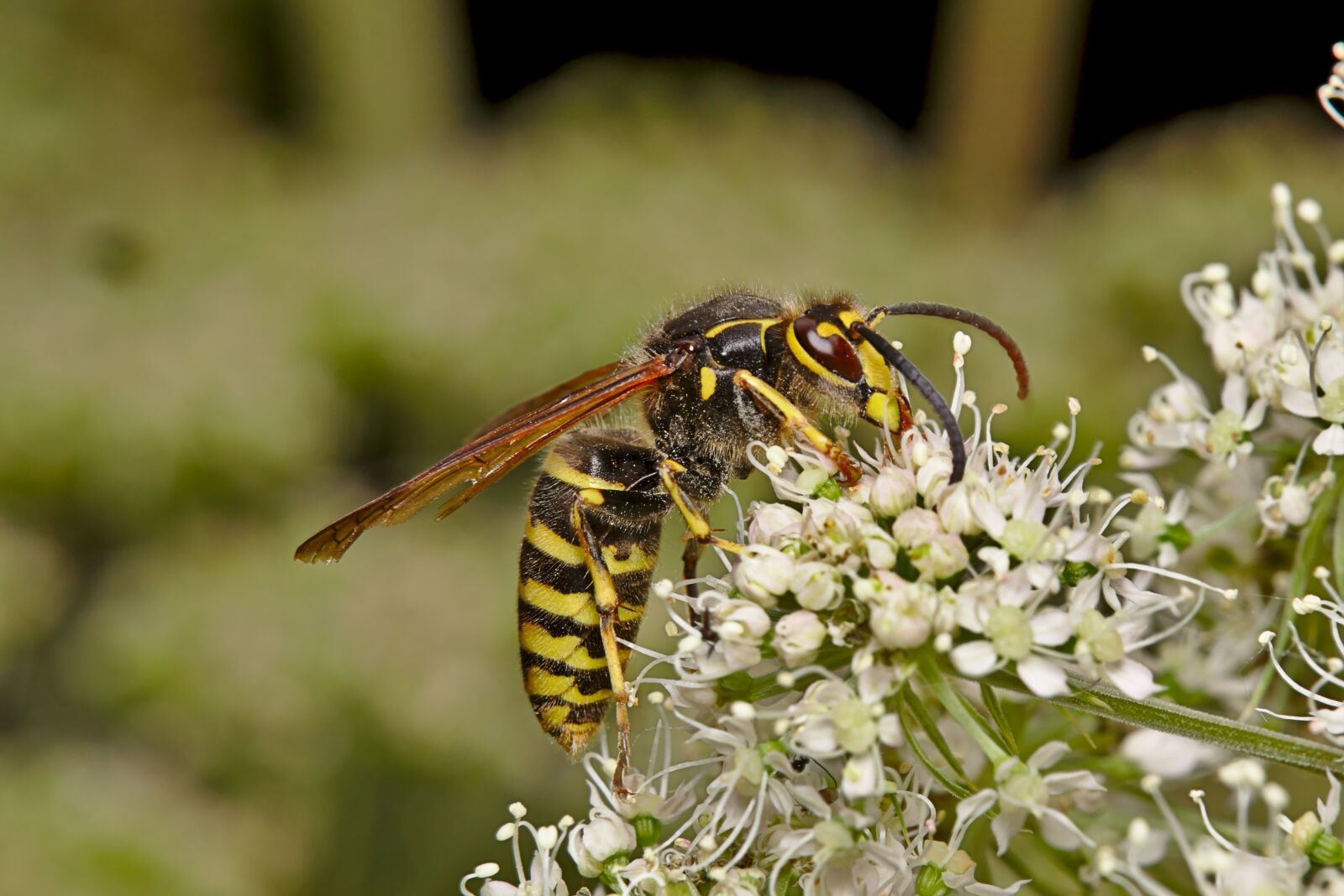 Canon EOS M5 sample photo. Wasp, summer, insect photography