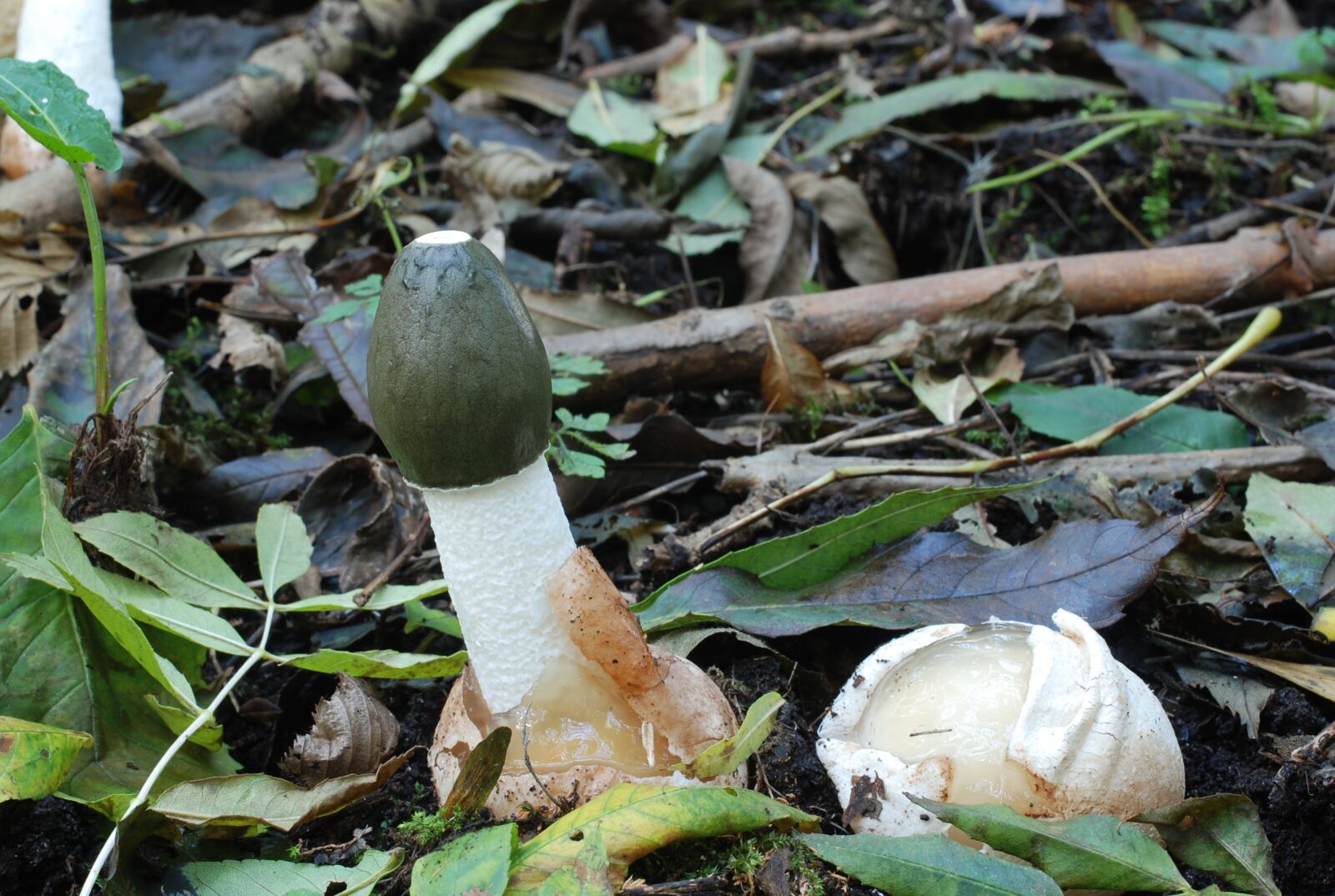 Nikon D80 sample photo. Large stinkzwam, mushroom, autumn photography