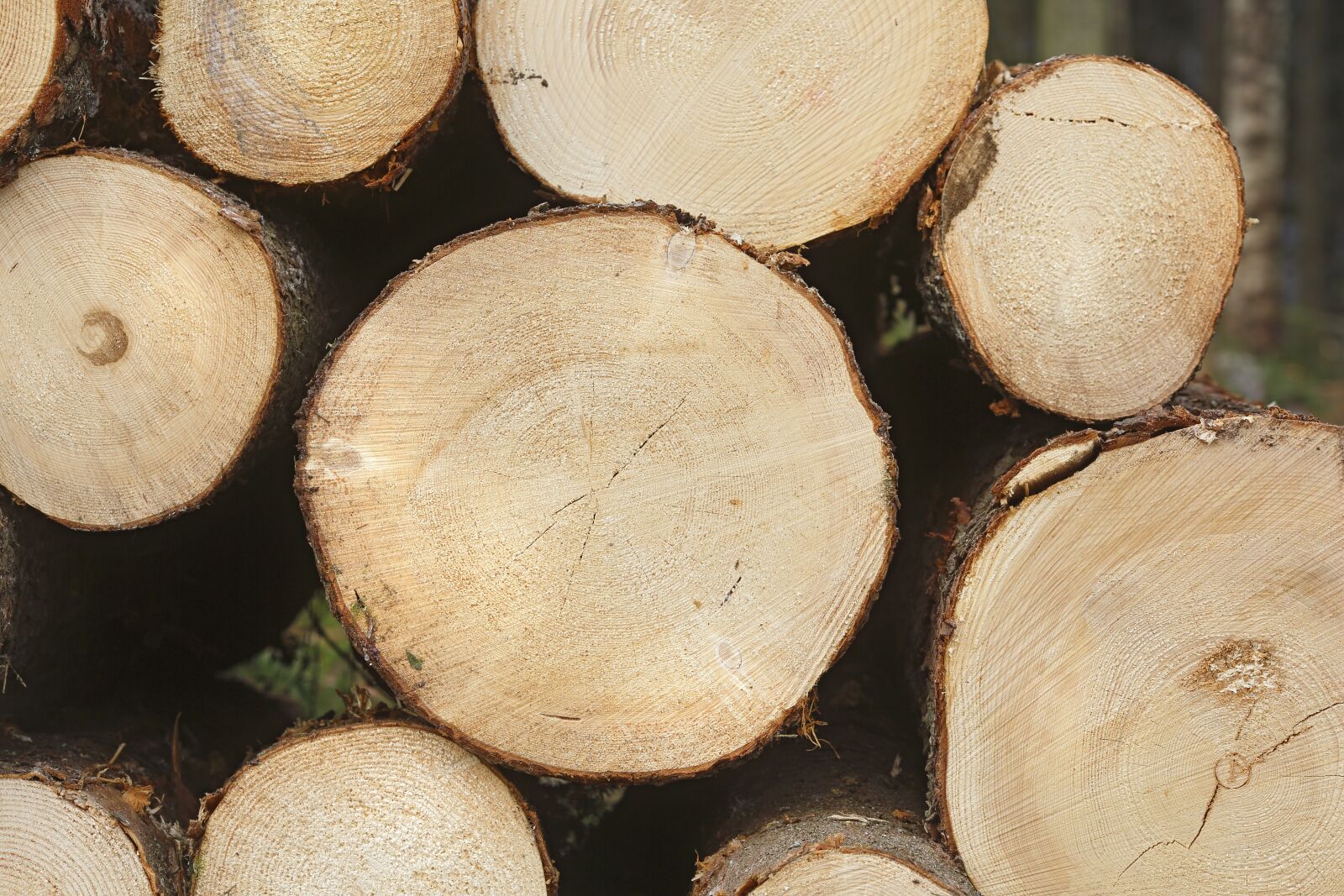 Canon EF 135mm F2L USM sample photo. Six, spruce forest, softwood photography