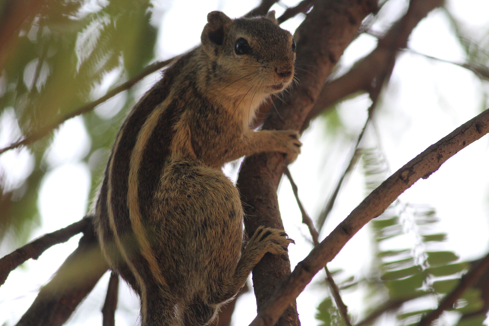 Canon EOS 1200D (EOS Rebel T5 / EOS Kiss X70 / EOS Hi) sample photo. Squirrel photography