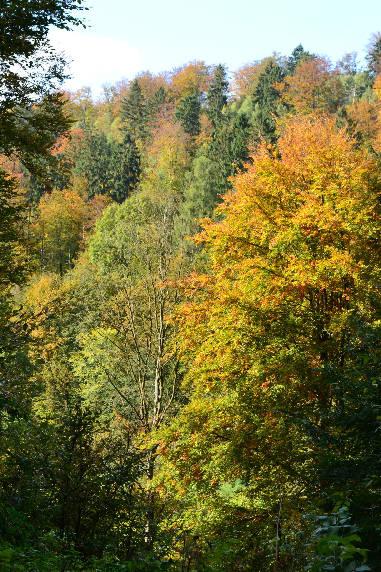 Nikon D3100 sample photo. Autumn, autumn, leaf, autumn photography
