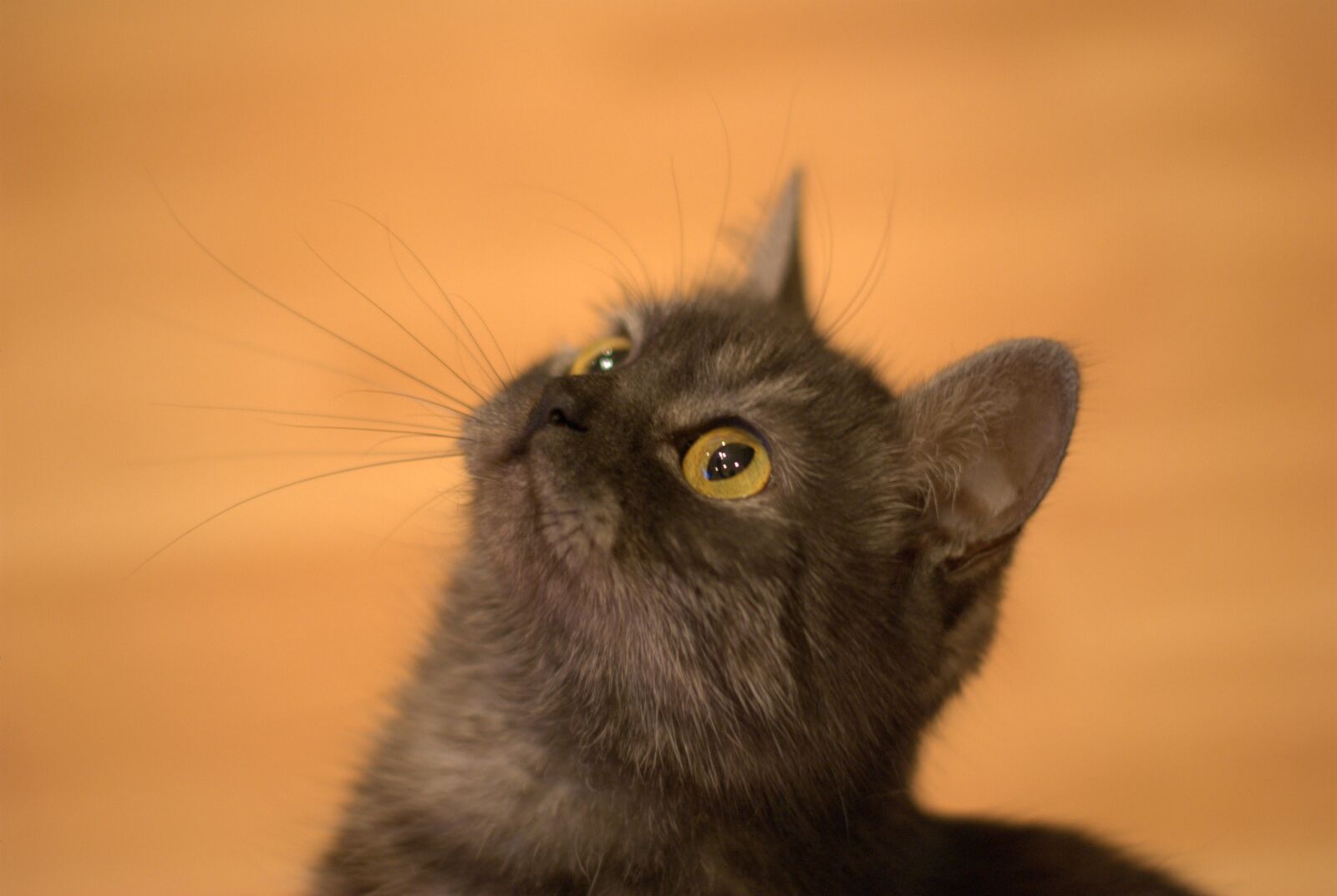 Nikon D60 sample photo. Cat, eye, pet photography