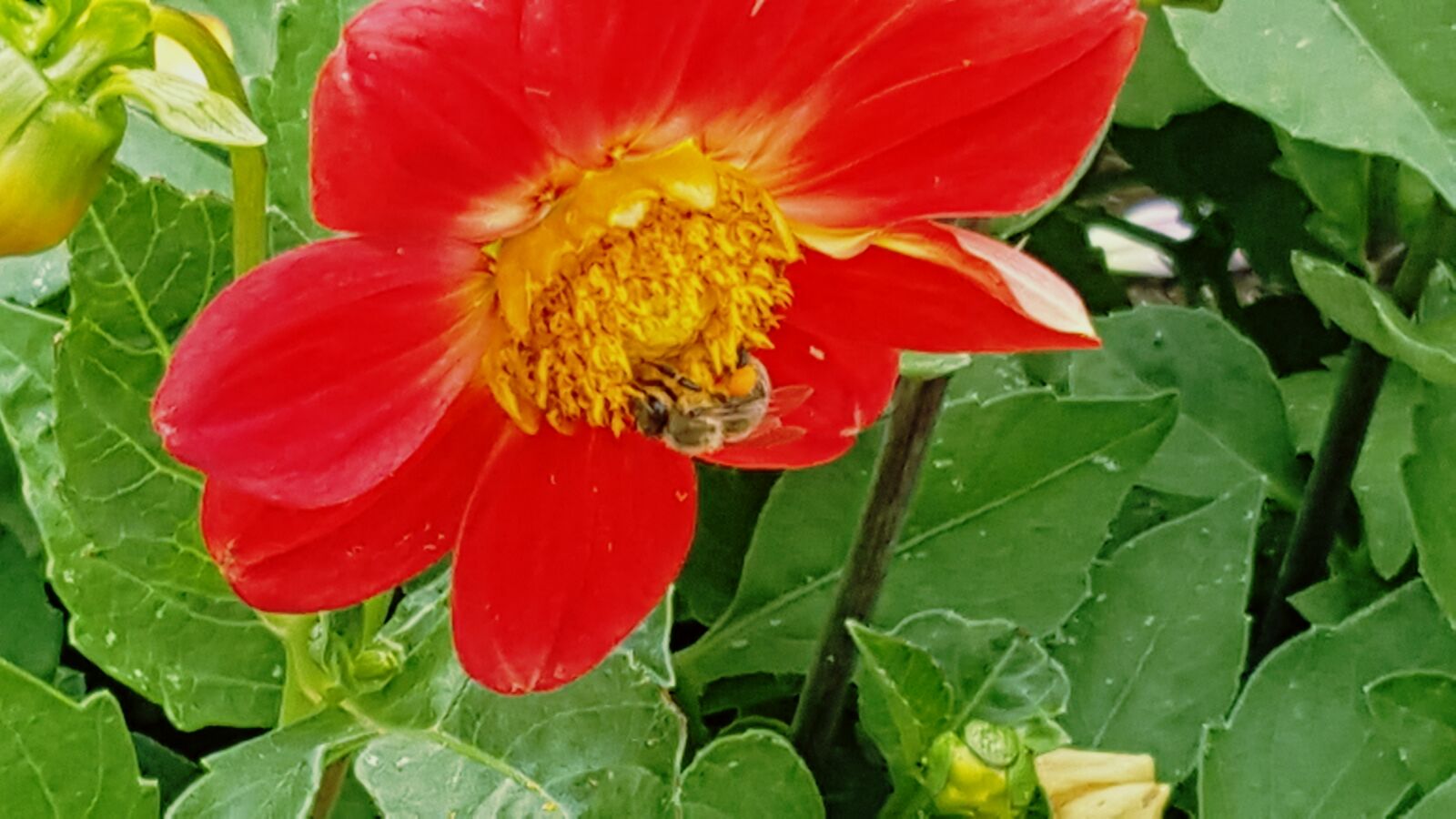Samsung Galaxy Note5 sample photo. Bee, flower, garden, red photography