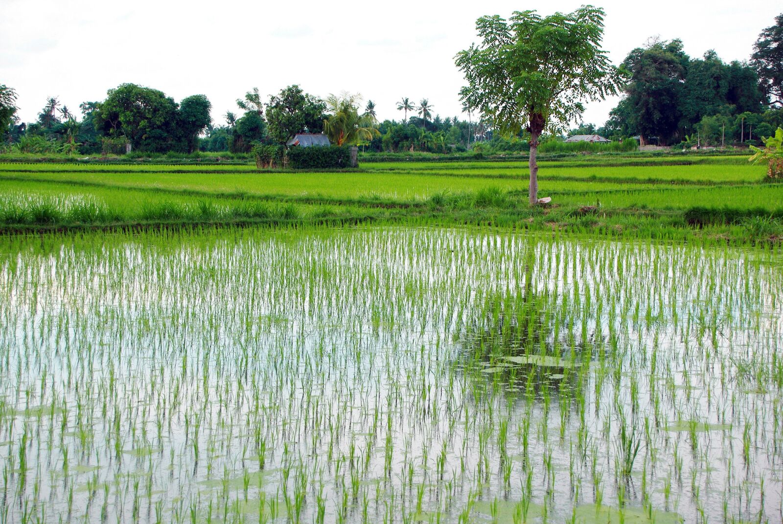 Pentax K200D sample photo. Indonesia, bali, rice field photography