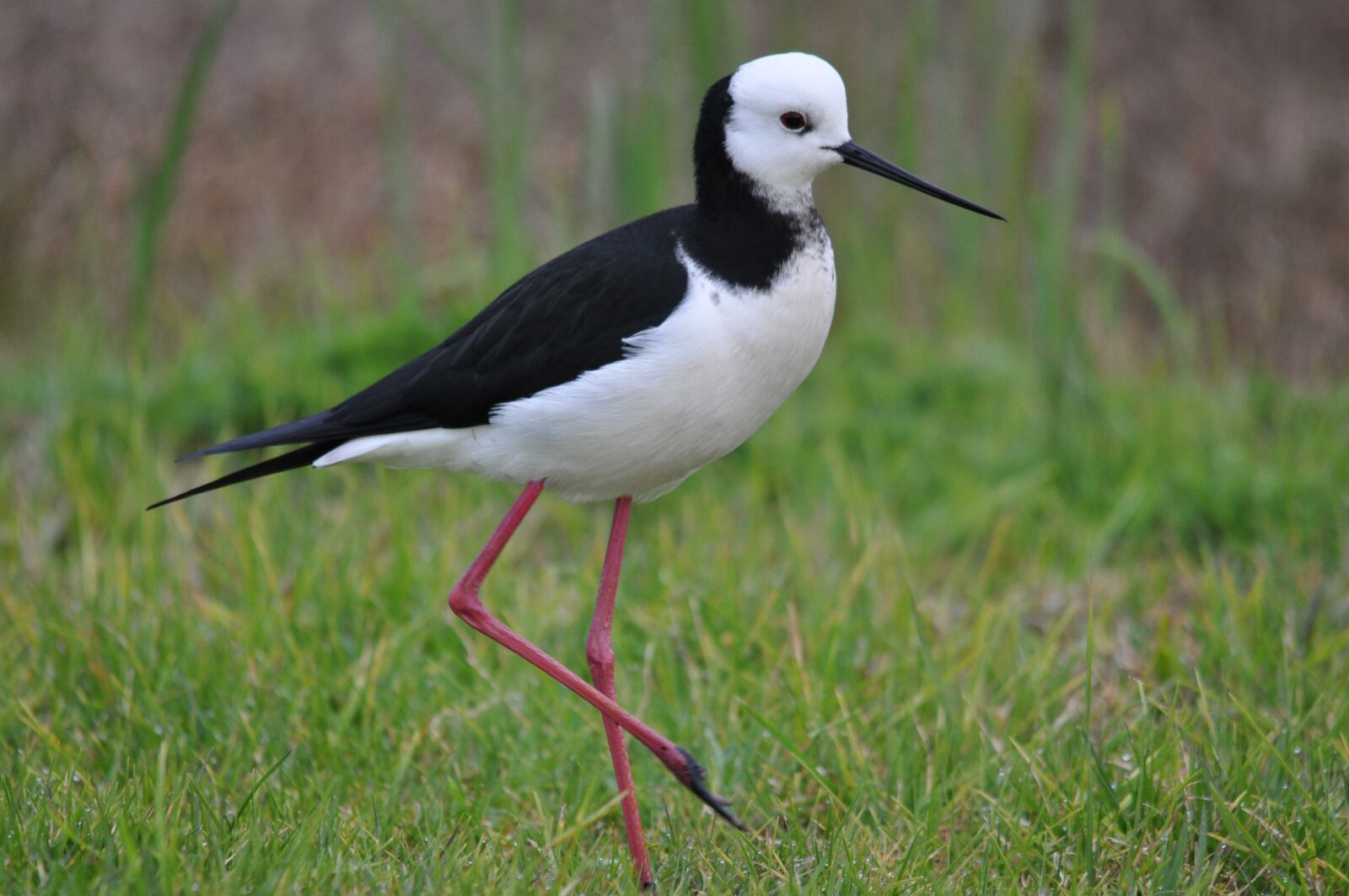 Nikon D90 sample photo. Pied, stilt, okoromai photography