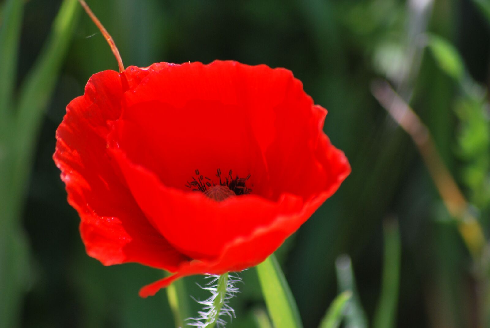 Nikon D60 sample photo. Poppy, red, flower photography