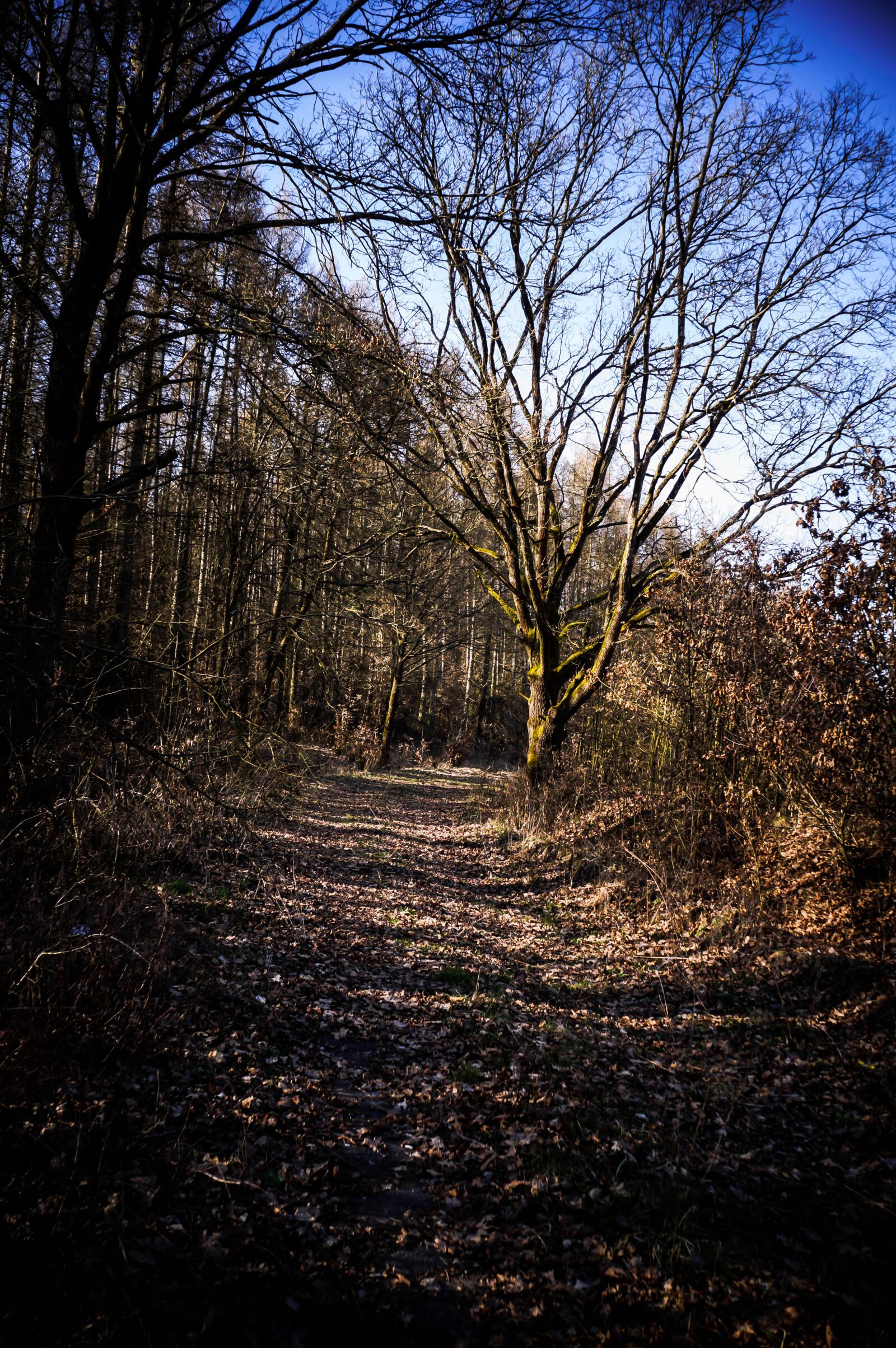 Sony Alpha NEX-3N + Sony E 18-55mm F3.5-5.6 OSS sample photo. Nature, the darkness, forest photography