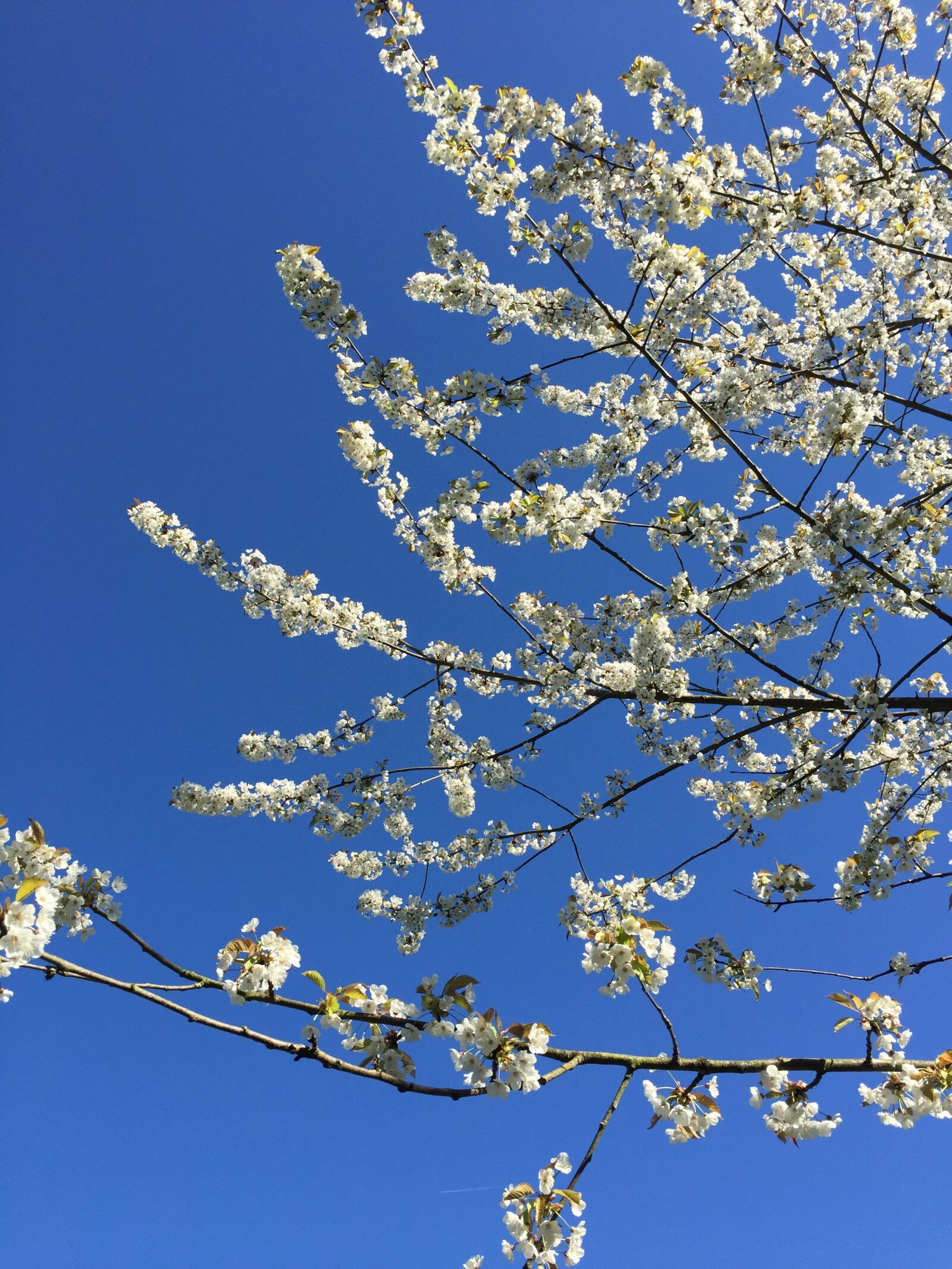 iPhone 6 back camera 4.15mm f/2.2 sample photo. Wood, bloom, blue sky photography