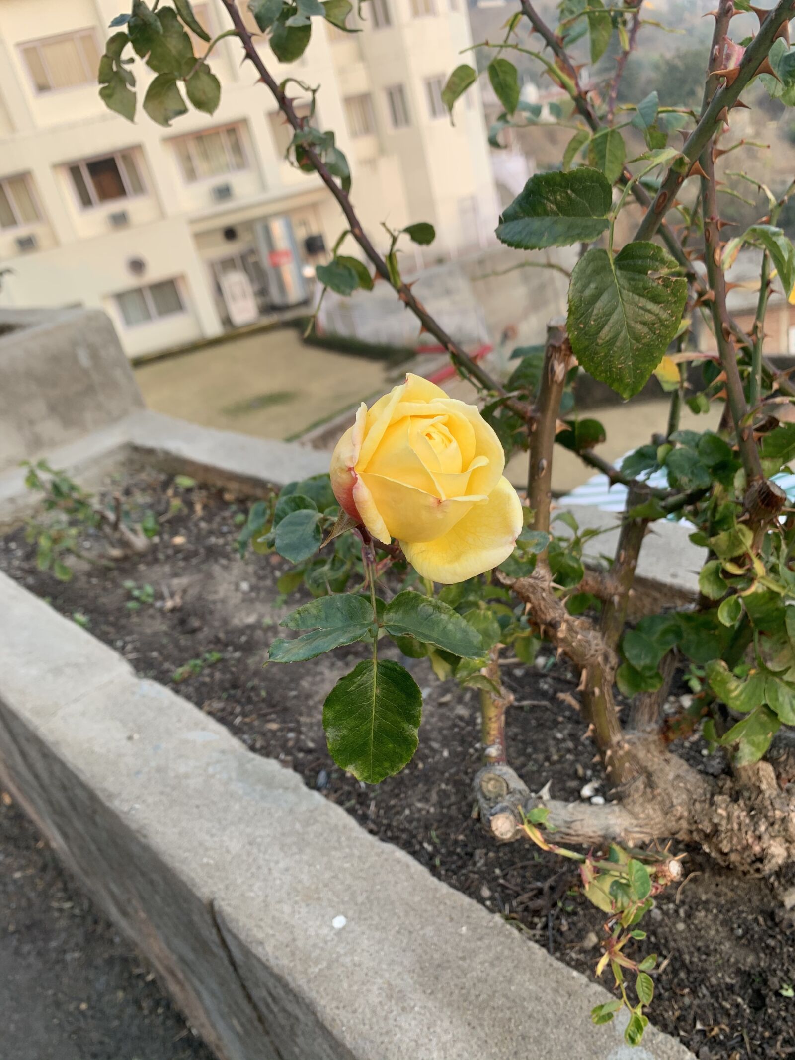 Apple iPhone XR sample photo. Rose, nature, flower photography