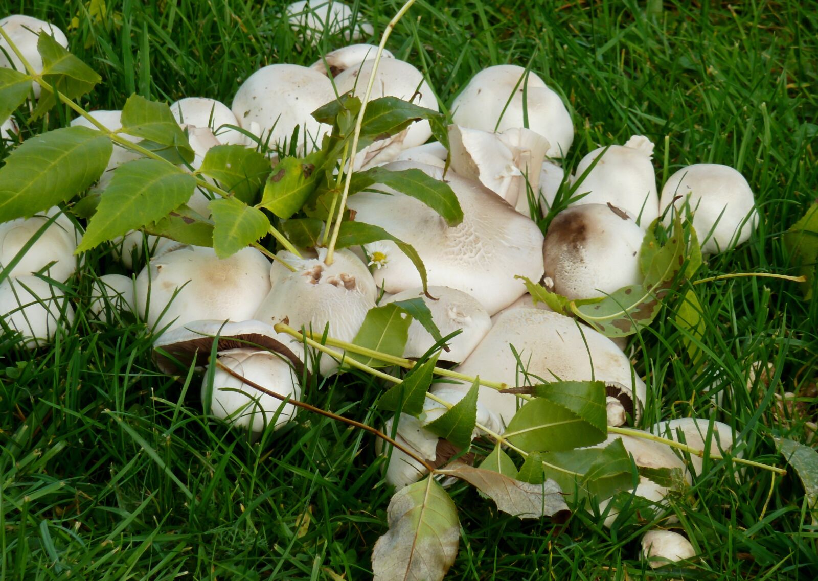 Panasonic DMC-TZ7 sample photo. Mushrooms, autumn, nature photography