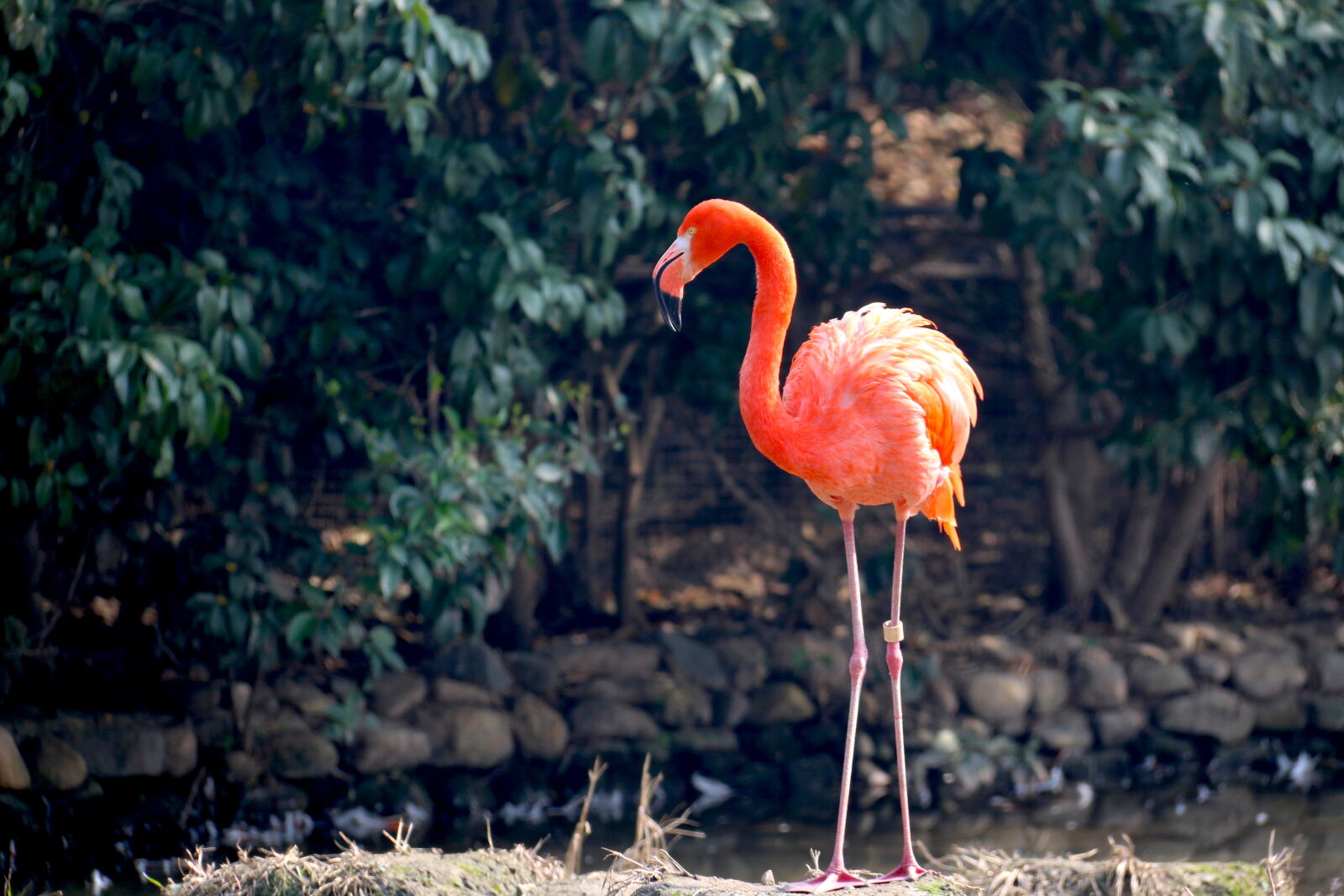 Canon EF-S 18-200mm F3.5-5.6 IS sample photo. Animal, avian, beak, beautiful photography