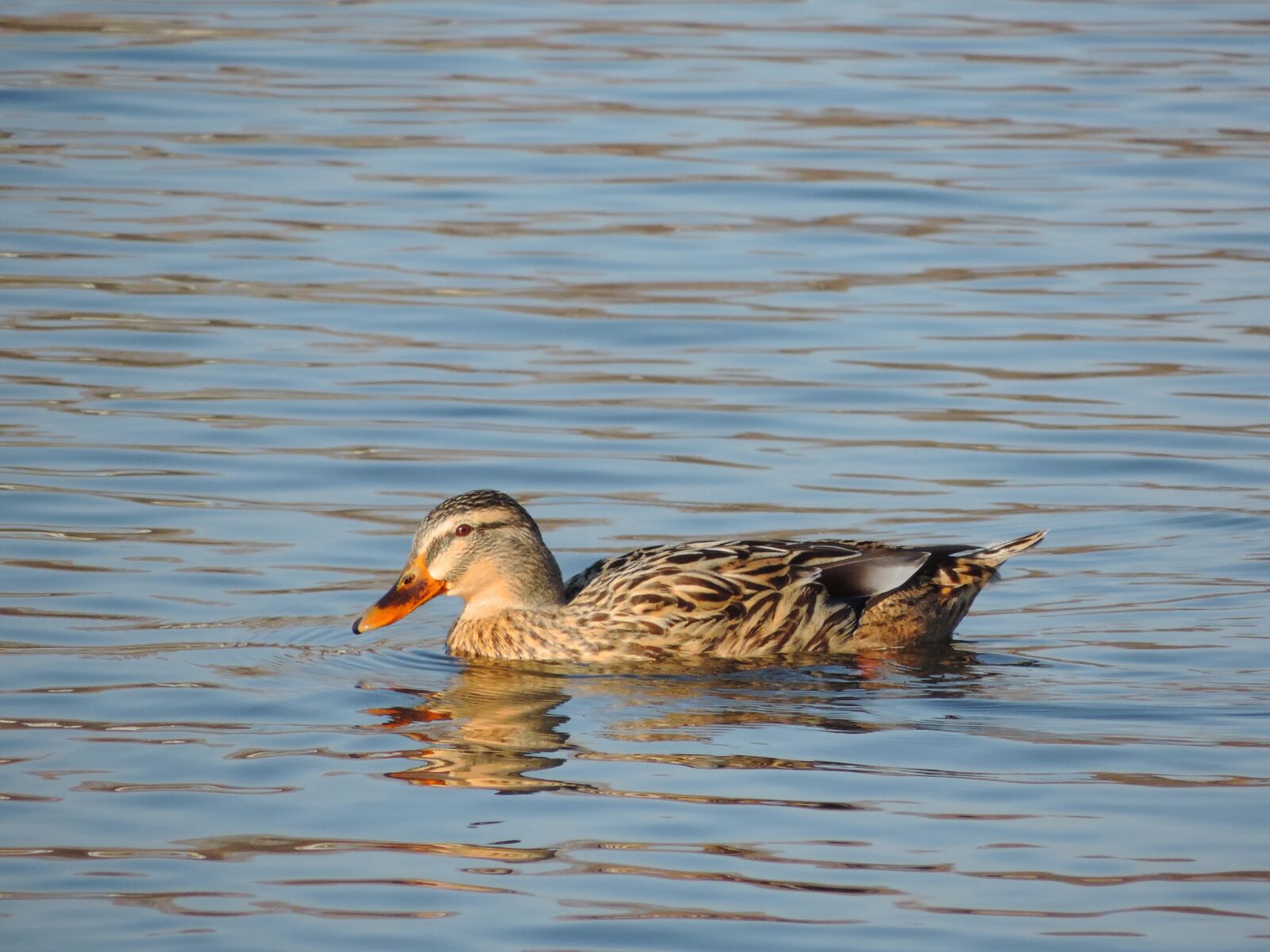 Nikon Coolpix P520 sample photo. Wild, bird, water, wildlife photography