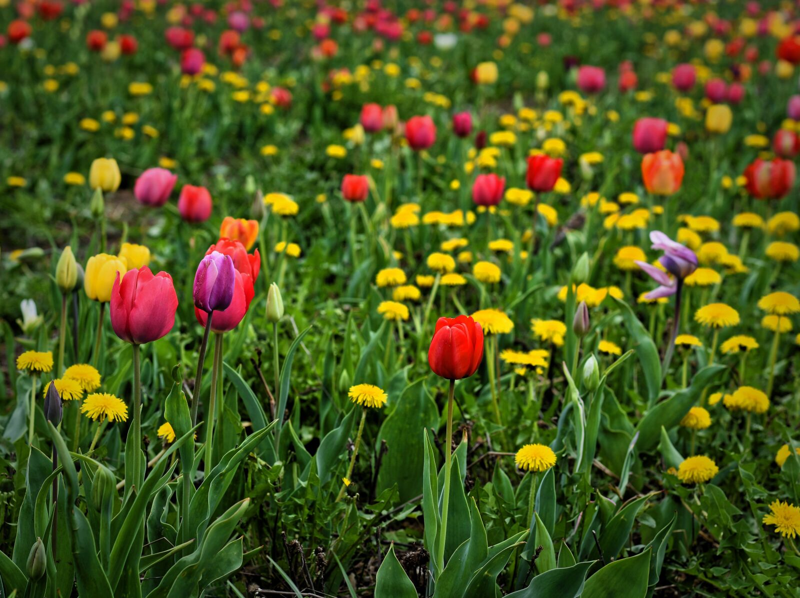 Nikon D7200 sample photo. Tulips, field, flowers photography