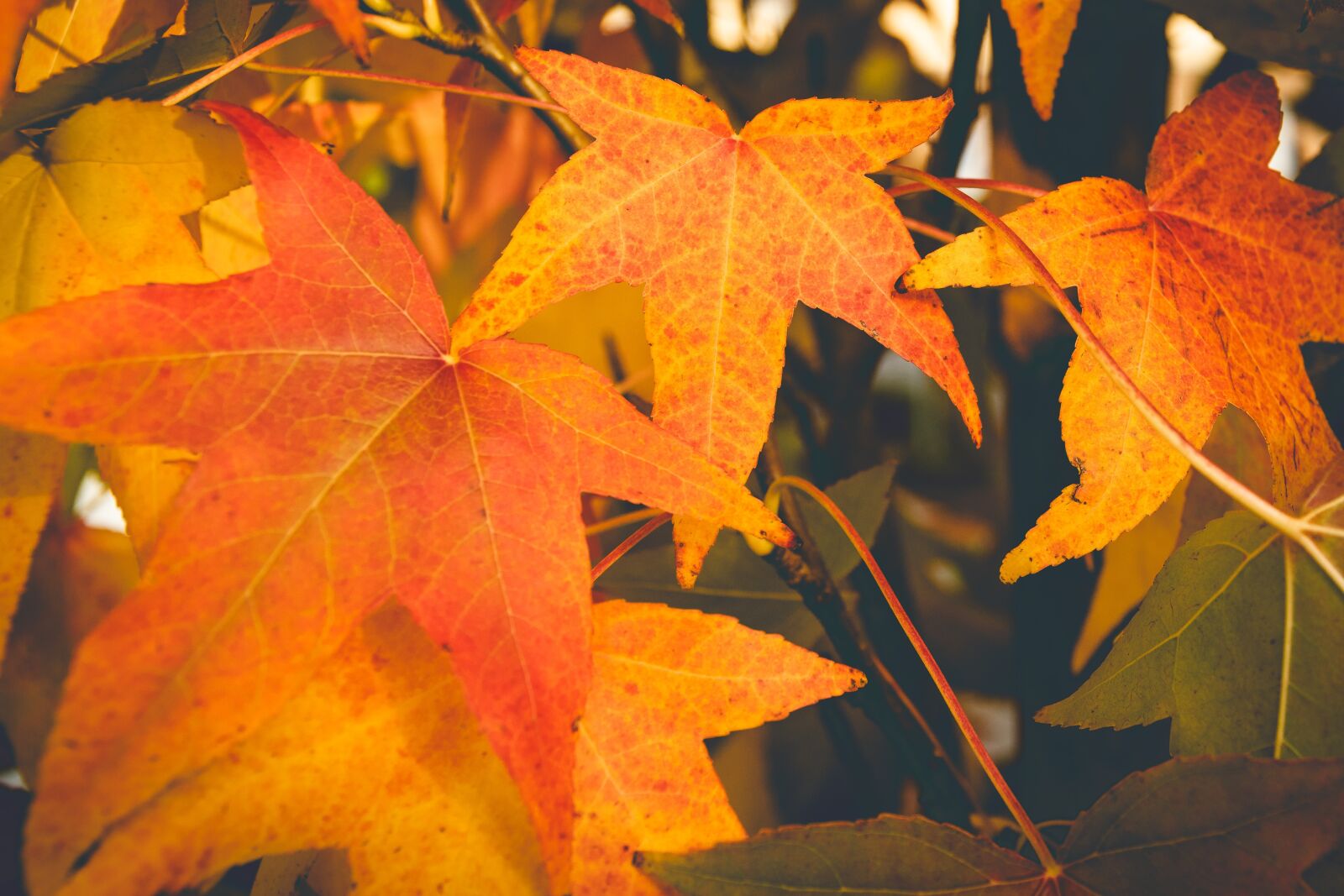 Nikon D5300 sample photo. Autumn, leaves, fall foliage photography