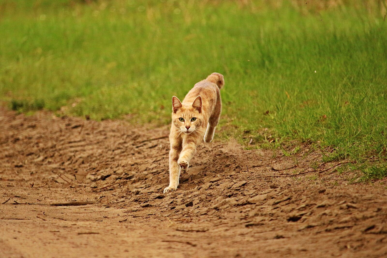 Canon EOS 100D (EOS Rebel SL1 / EOS Kiss X7) sample photo. Cat, mieze, tiger cat photography