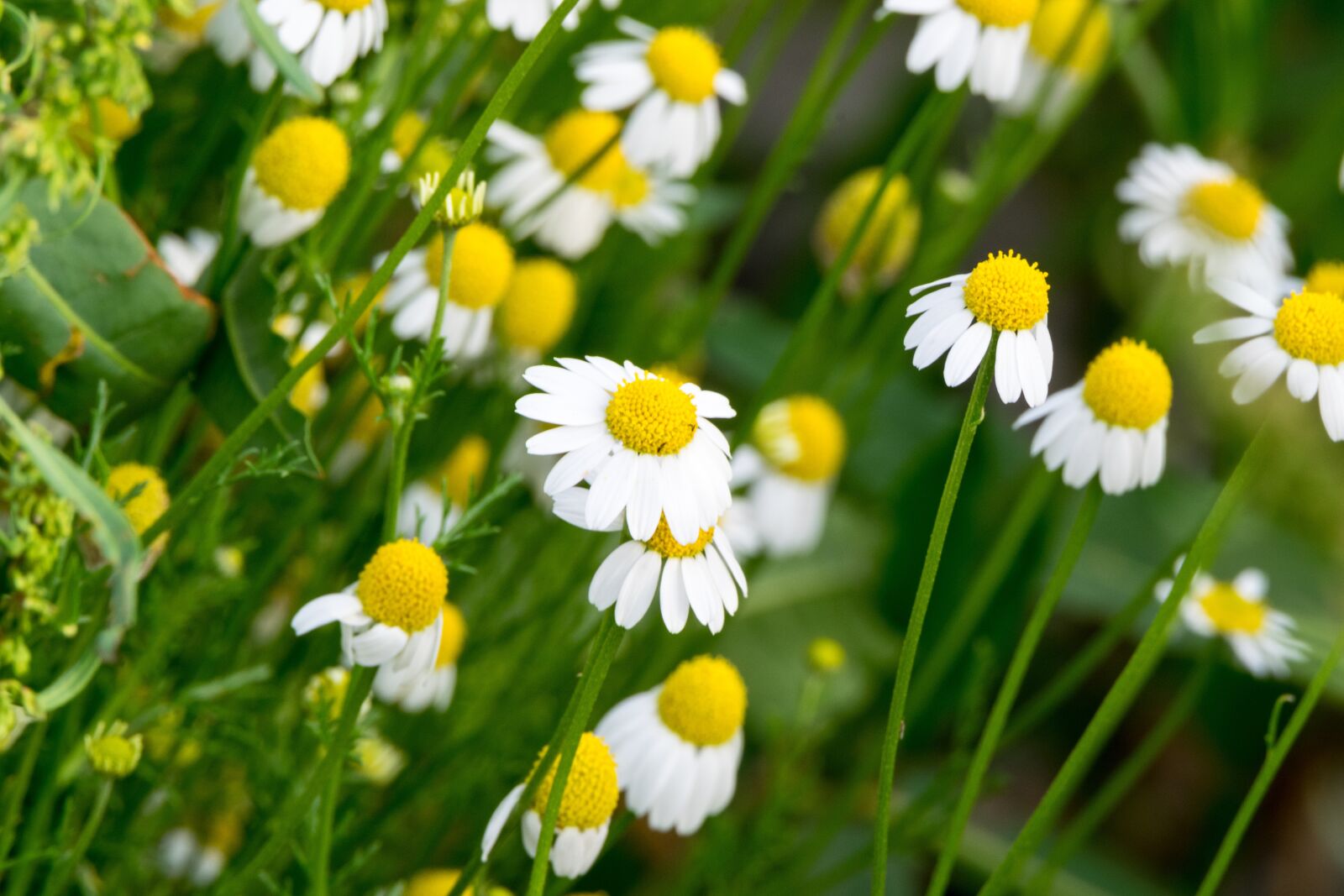 Nikon D5300 sample photo. Flower, nature, plant photography