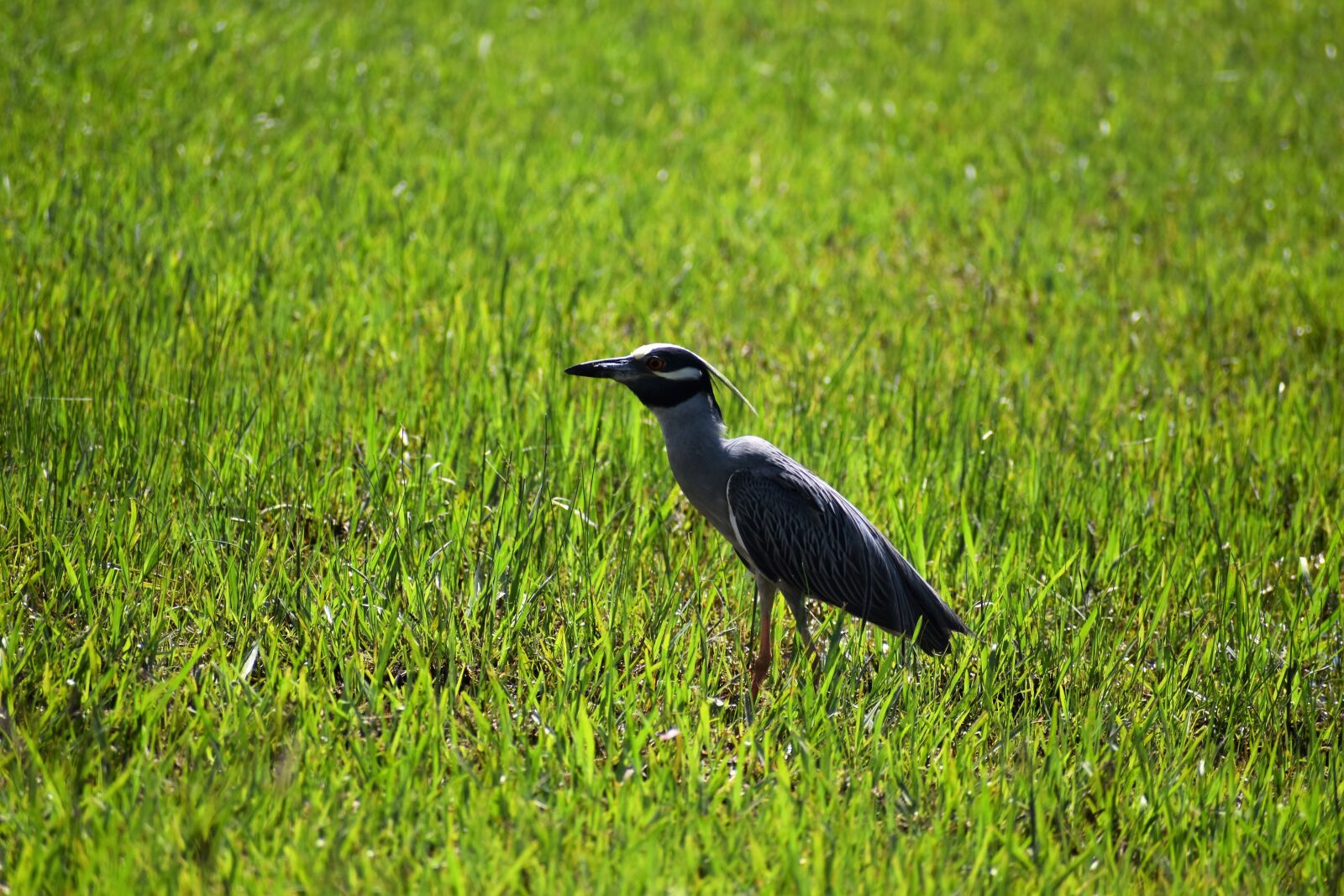 Nikon D3500 sample photo. Stork, wildlife, bird photography