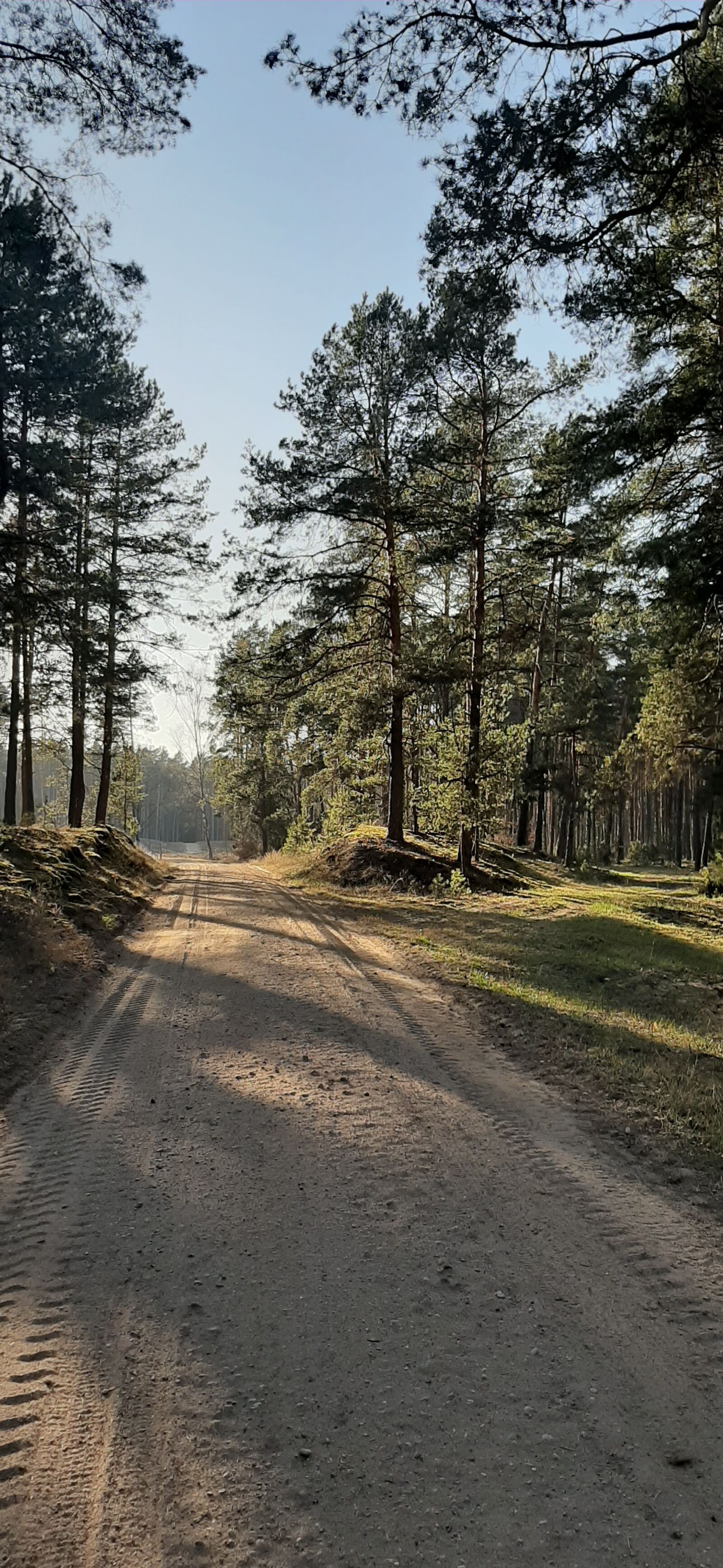 Samsung Galaxy A50 sample photo. Forest, nature, way photography