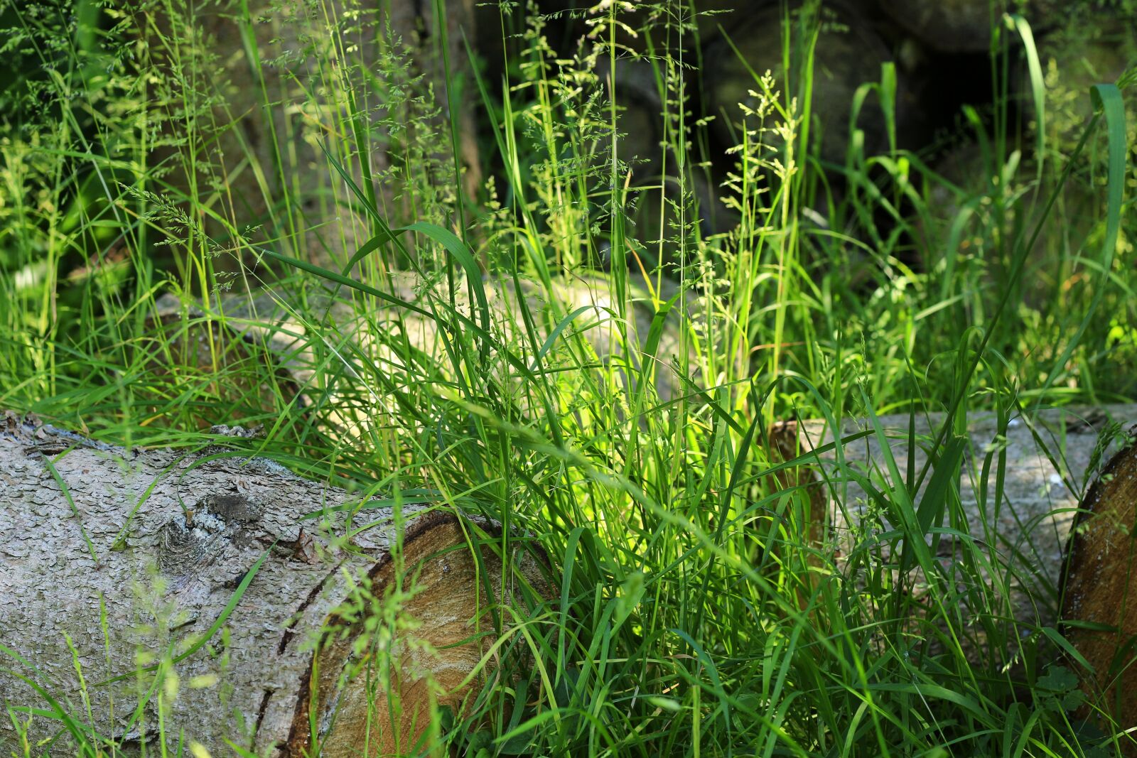 Canon EOS 700D (EOS Rebel T5i / EOS Kiss X7i) + Canon EF 50mm F1.8 II sample photo. Grass, nature, green photography