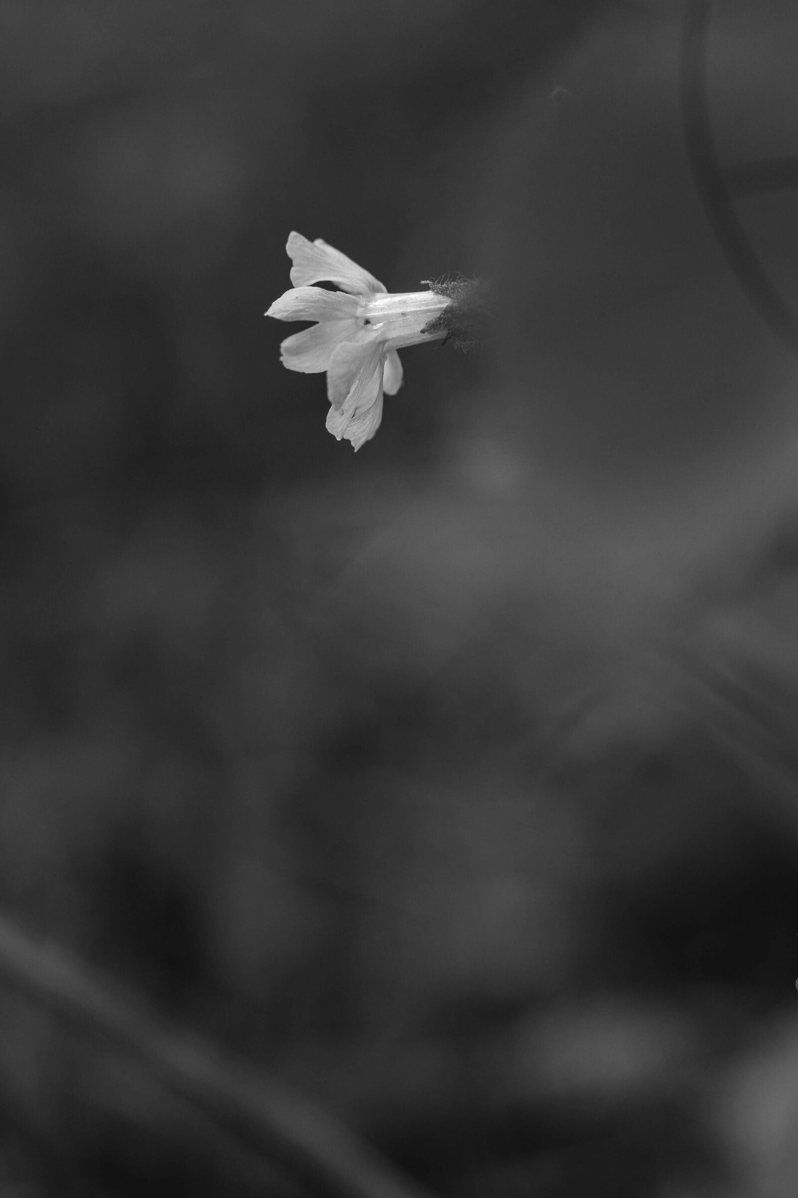 Canon EOS 7D Mark II sample photo. Wild flower, flower, summer photography