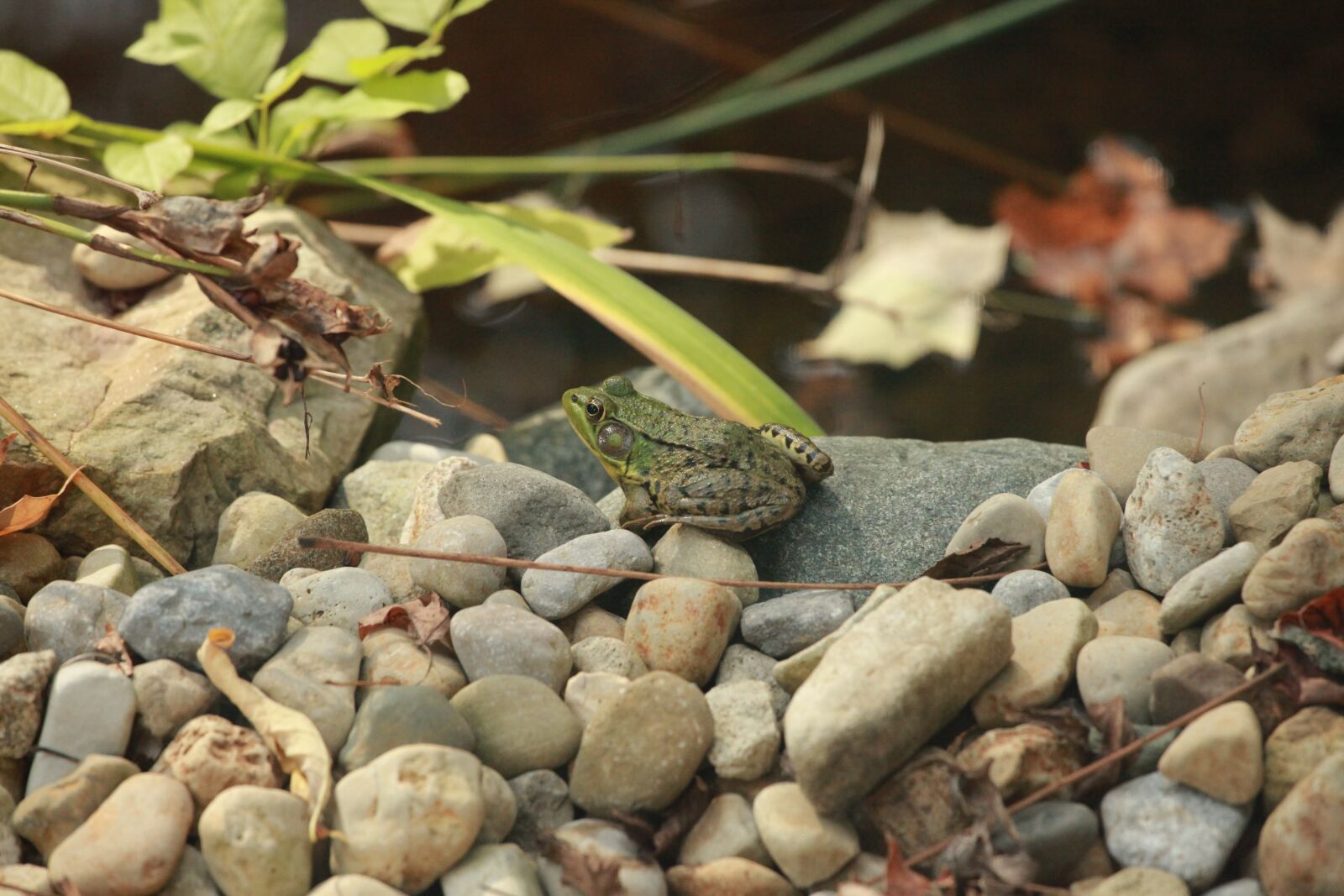 Canon EOS 5D Mark II sample photo. Frog, pond, nature photography