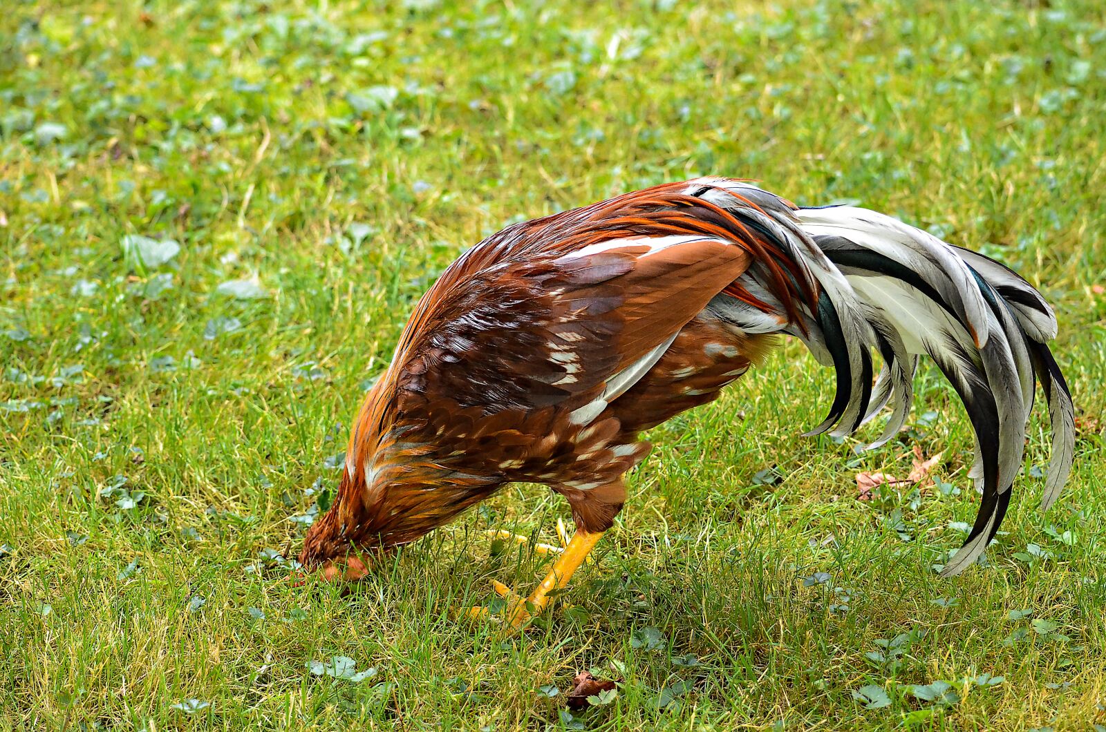 Nikon D5100 sample photo. Chicken, hiding place, head photography